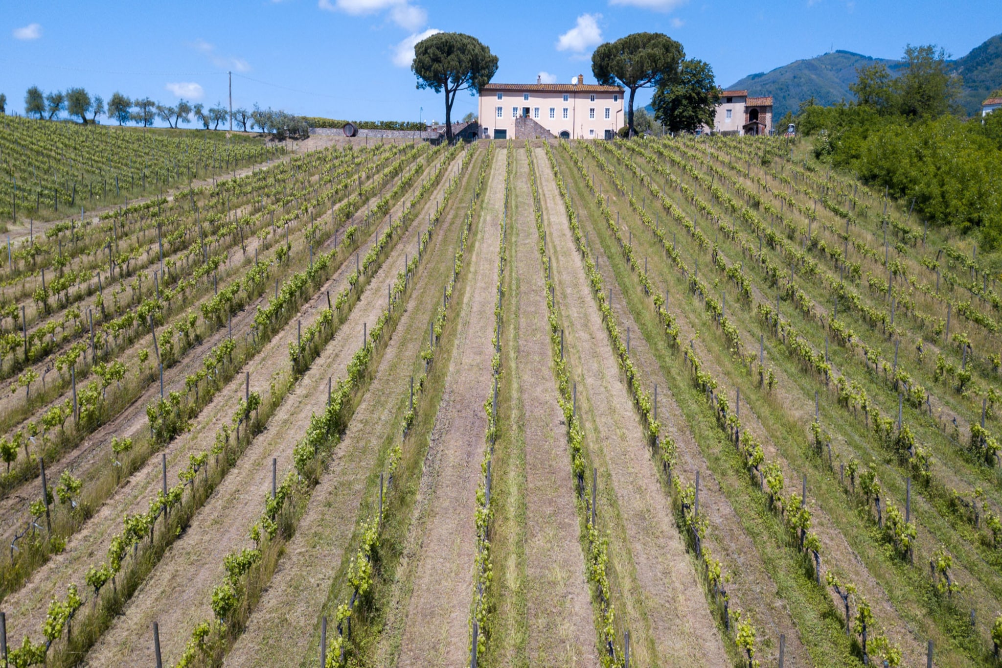 Fattoria Camigliano Wine Estate-Niet-getagd