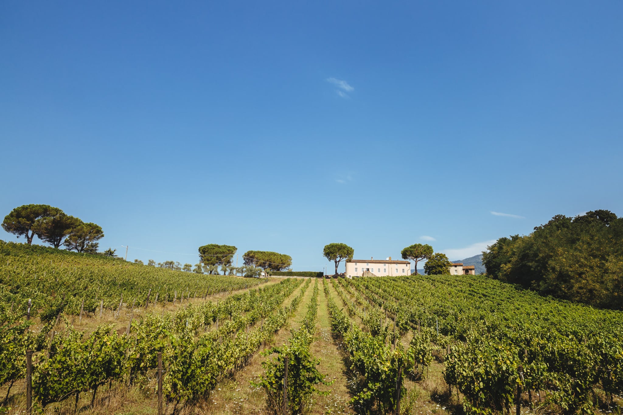 Fattoria Camigliano Wine Estate-Niet-getagd