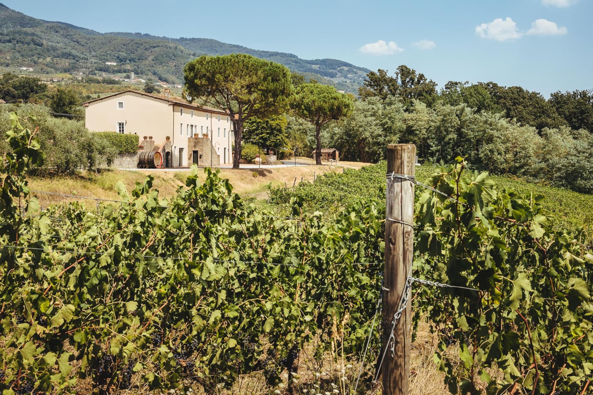 Fattoria Camigliano Wine Estate-Niet-getagd