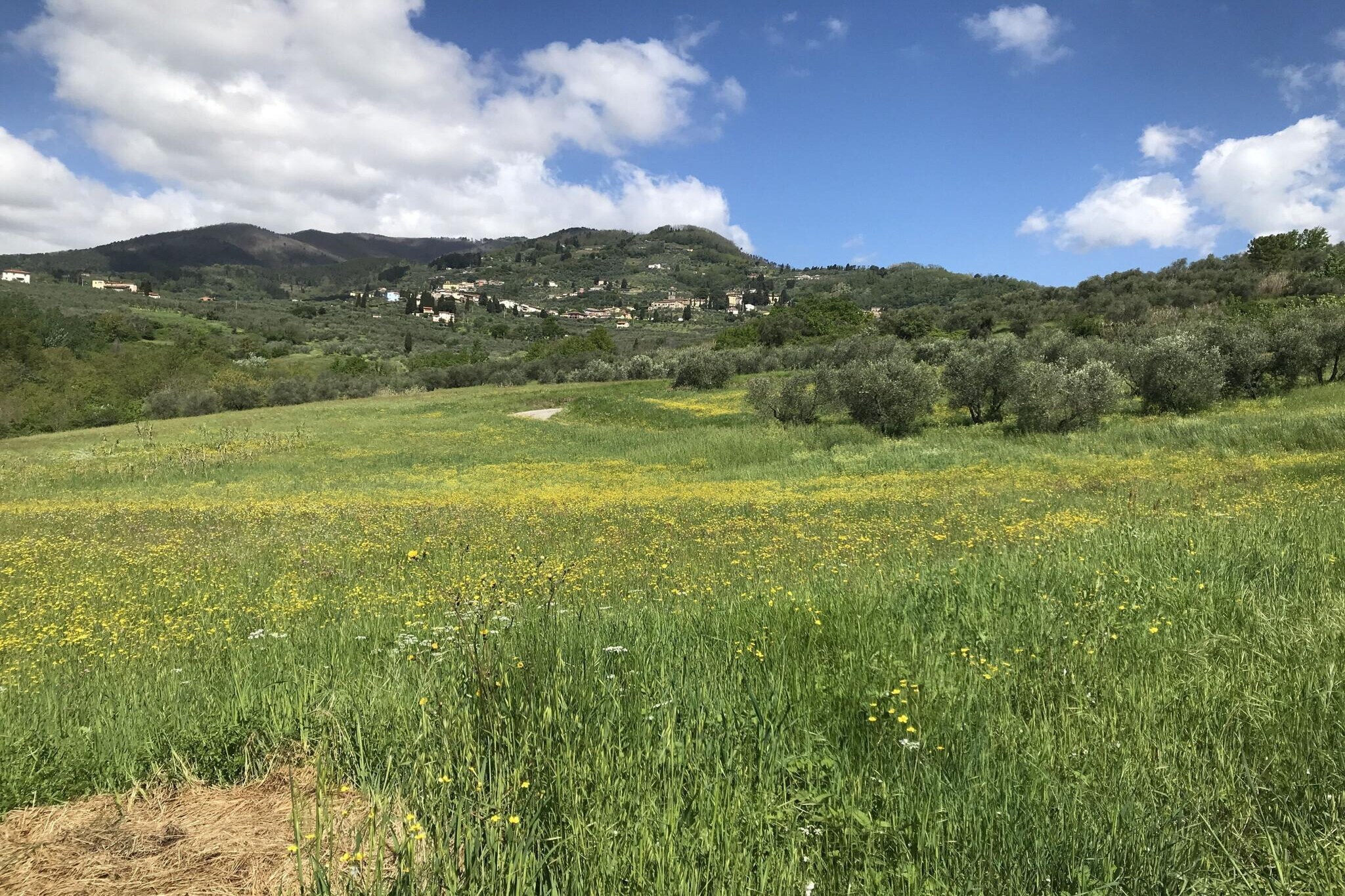 Casa Lucchese at Borghetto Farmhouse - Gebieden zomer 1km