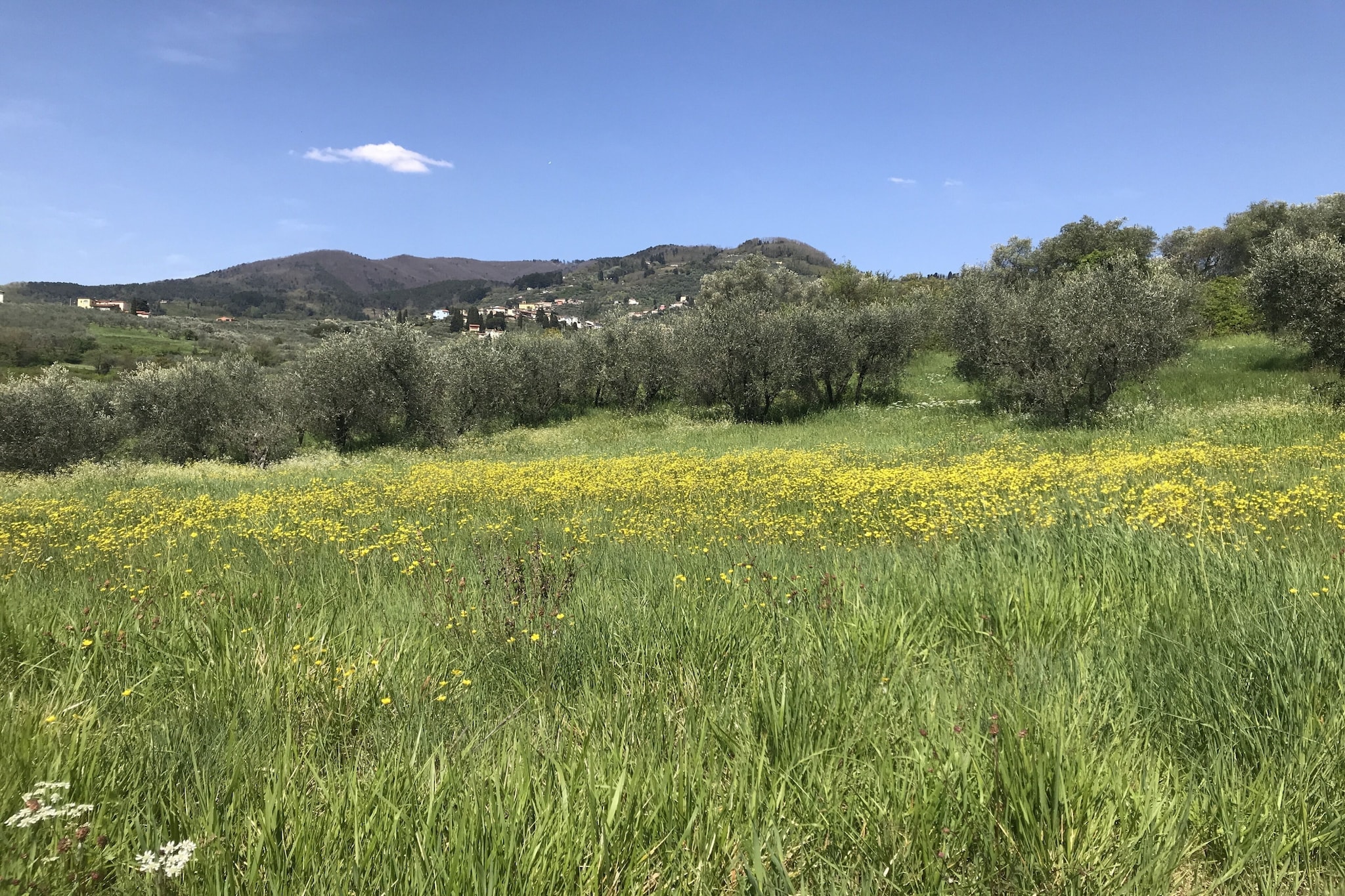 Casa San Gennaro at Borghetto Farmhouse-Niet-getagd