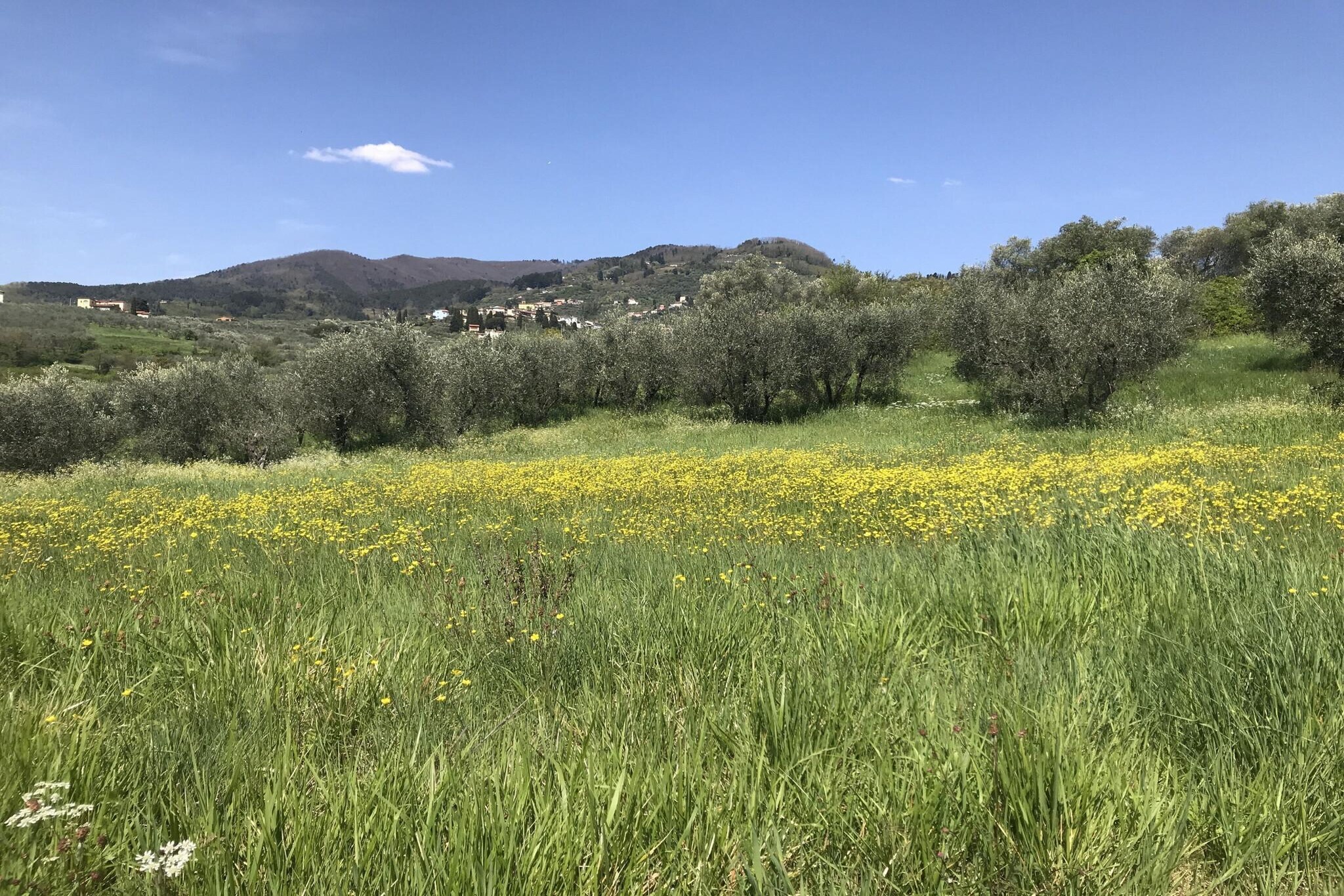 Casa San Gennaro at Borghetto Farmhouse - Tuinen zomer