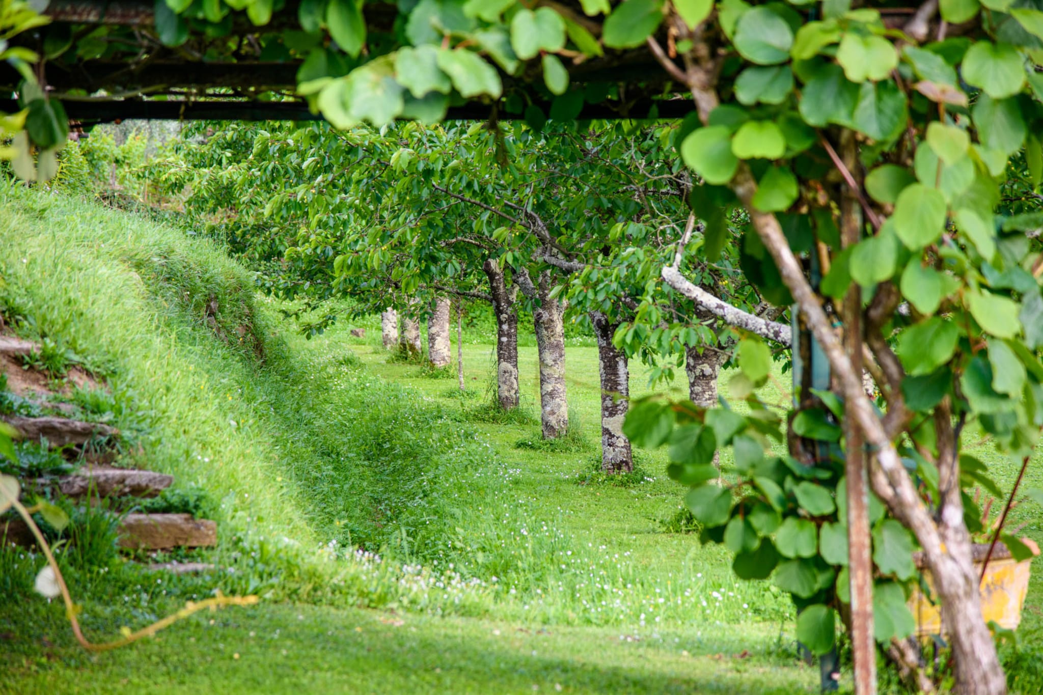 Citrus Charm Farmhouse-Nicht getaggt