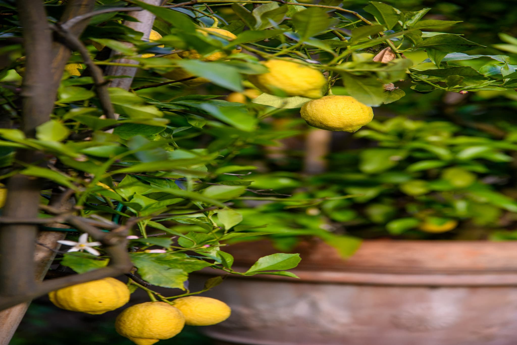 Citrus Charm Farmhouse-Nicht getaggt
