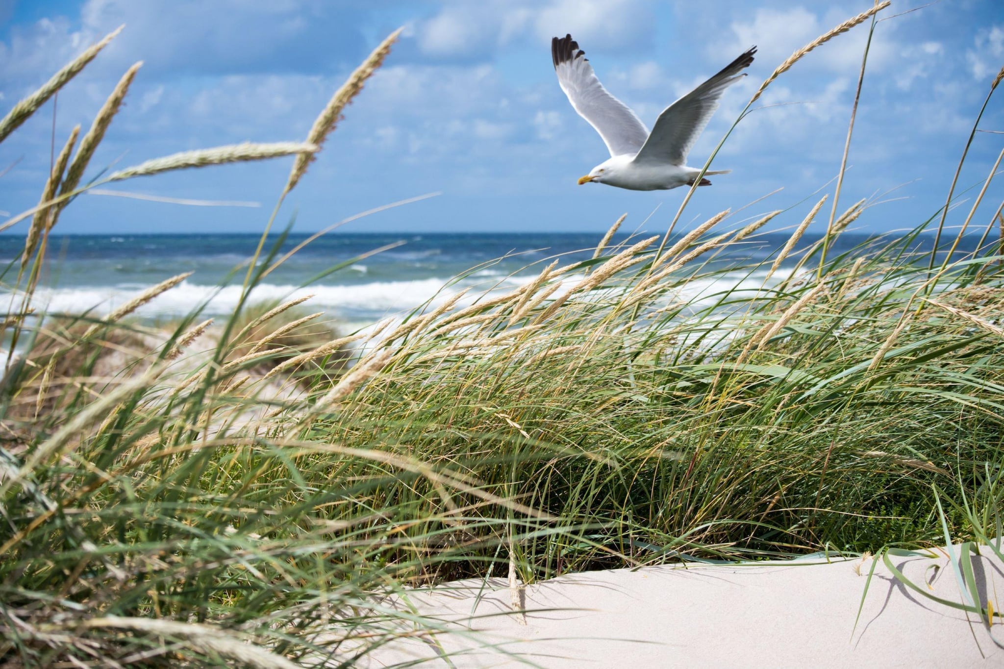 Seals A12-Gebieden zomer 1km