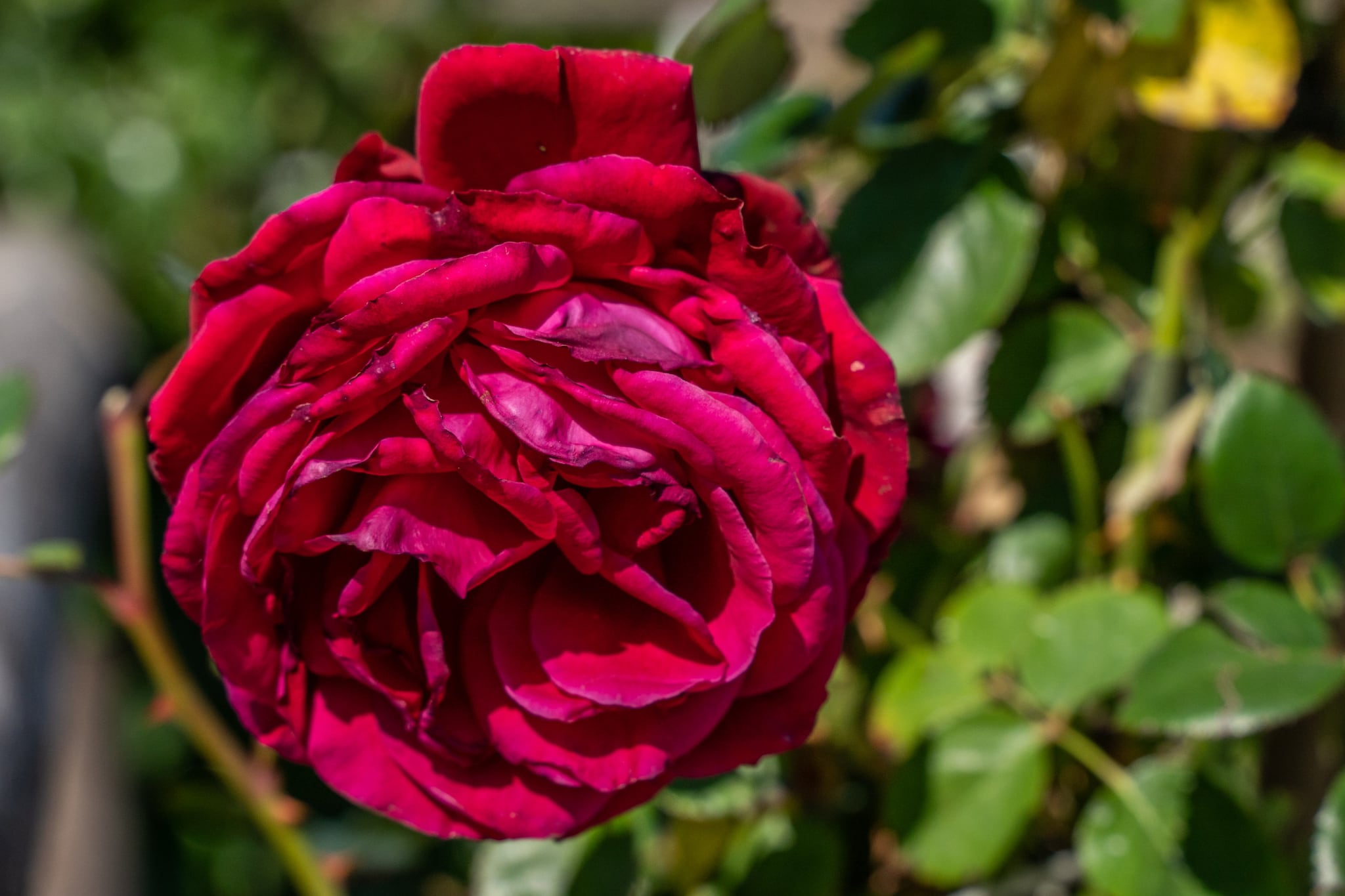 Dimora delle Rose-Outdoor
