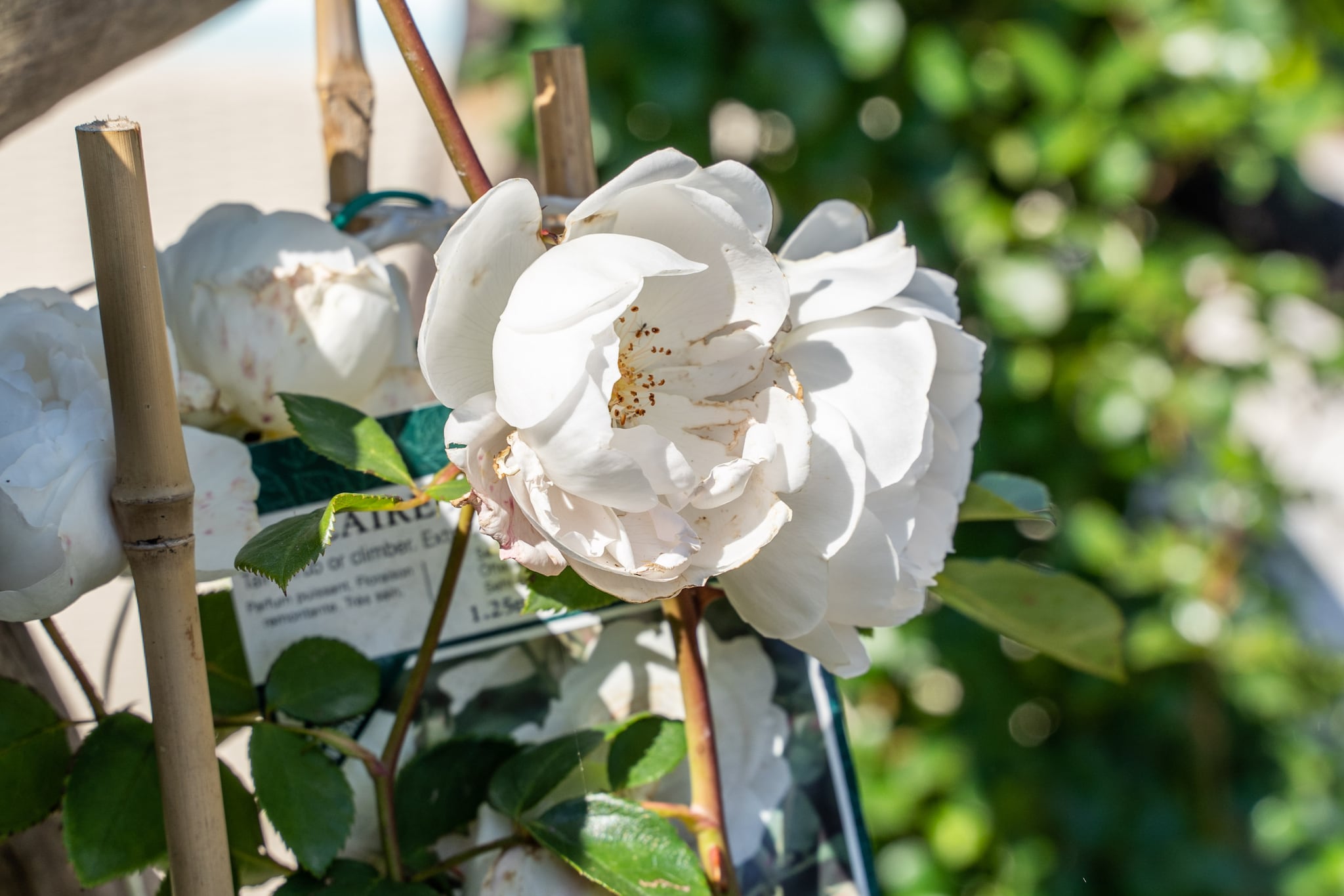 Dimora delle Rose-Outdoor
