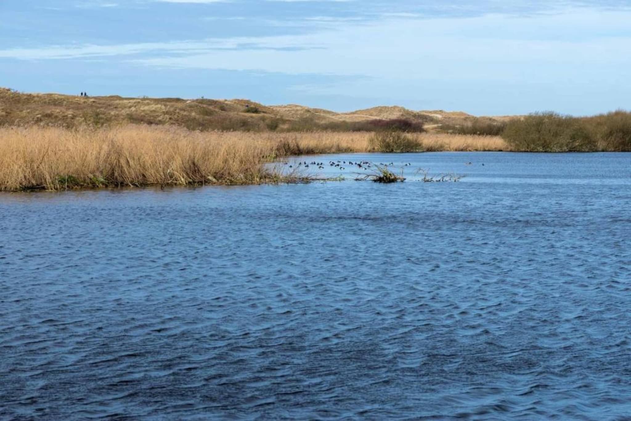 Belkmerduinen 31-Gebieden zomer 5km