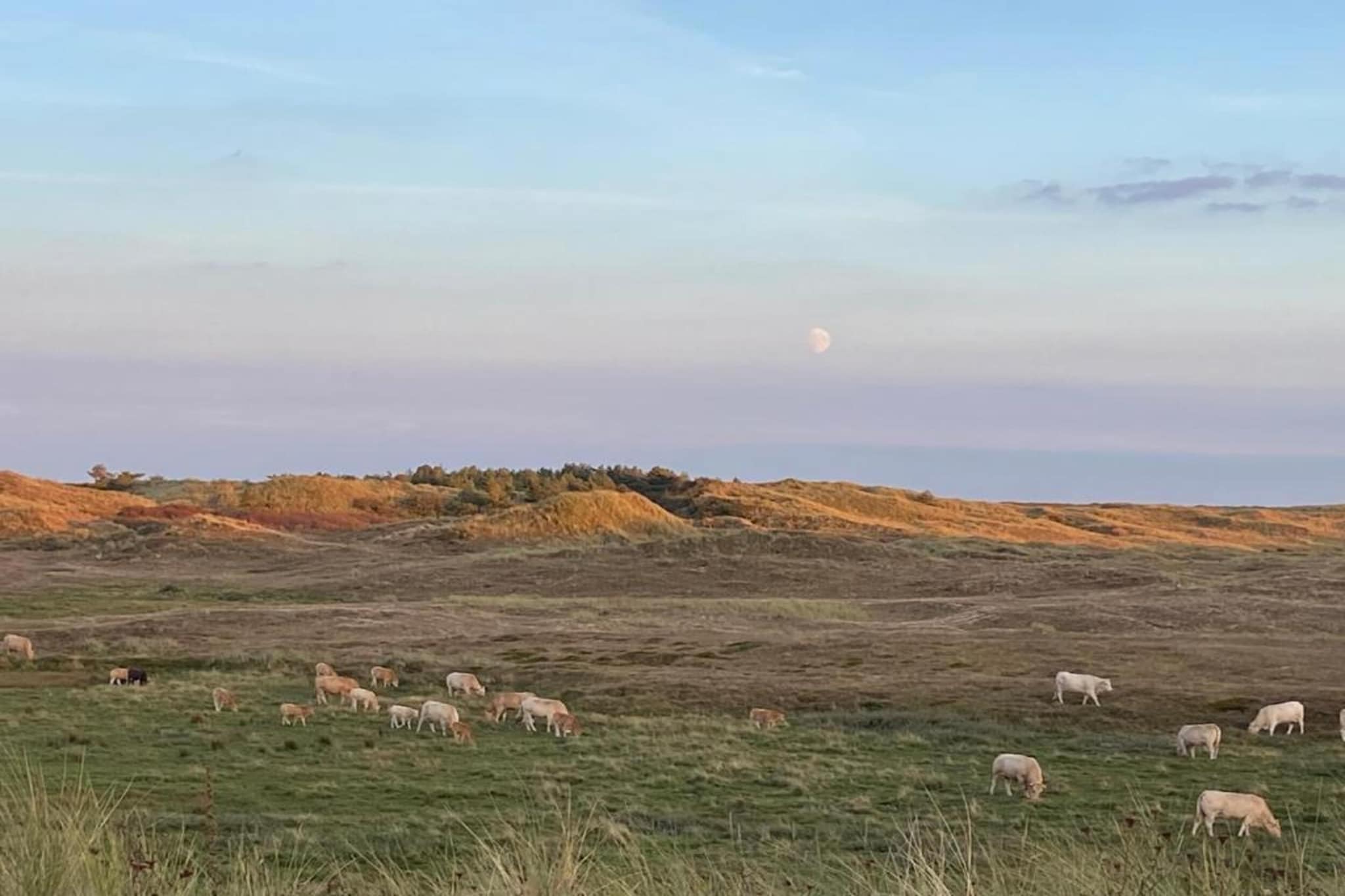 Belkmerduinen 31-Gebieden zomer 5km