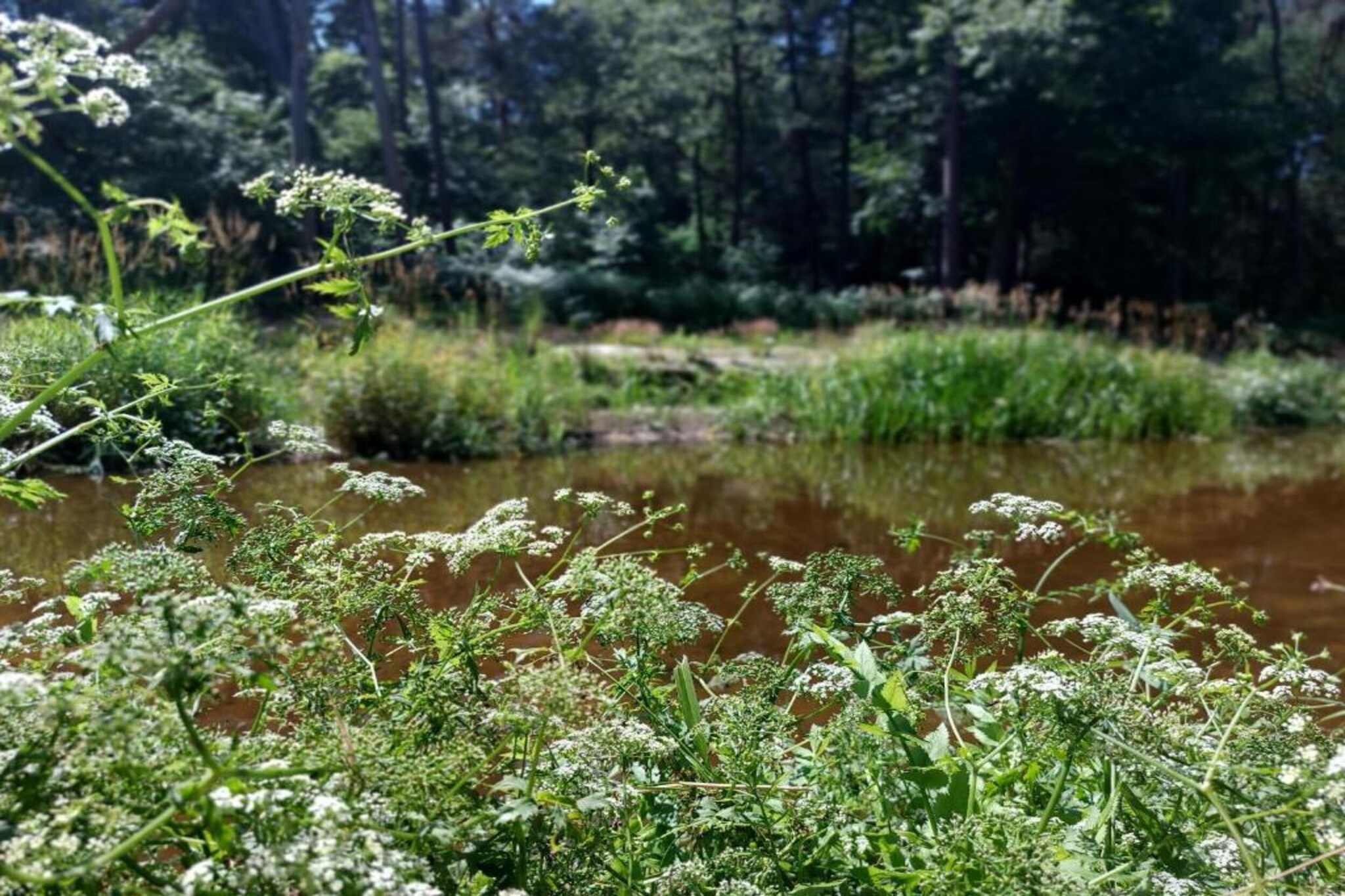 Chalet Eekhoorn-Areas summer 20km
