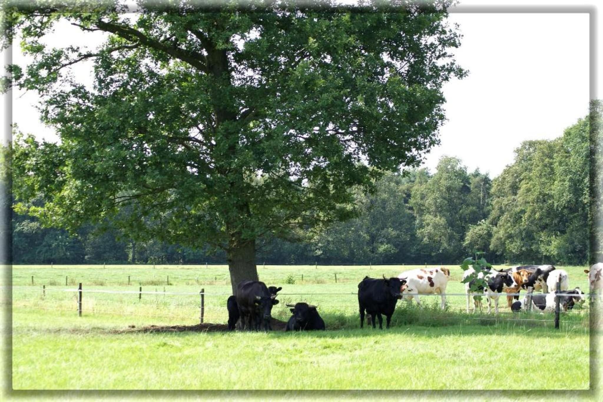 Chalet Eekhoorn-Areas summer 5km