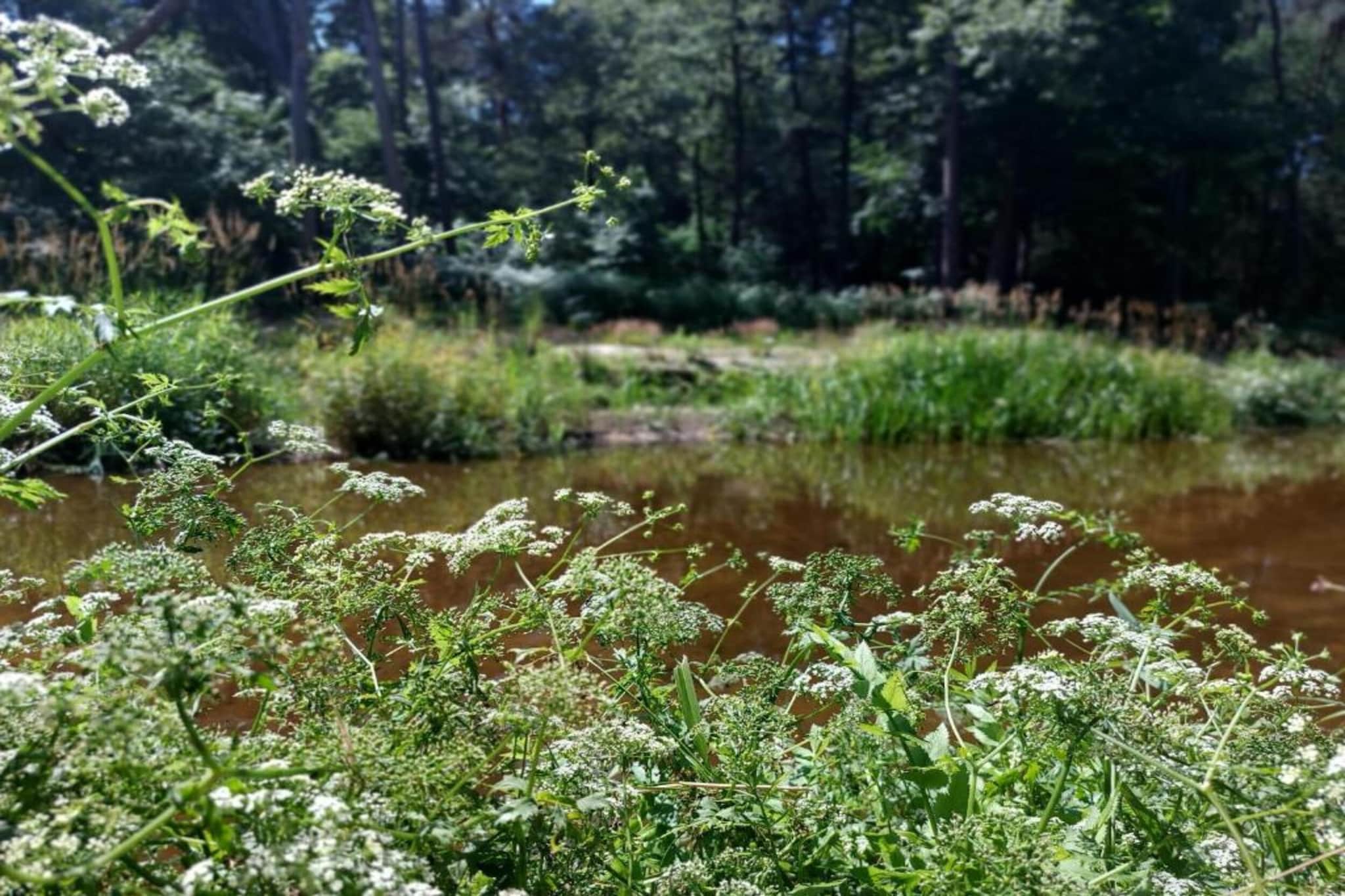 Chalet Eekhoorn-Areas summer 5km