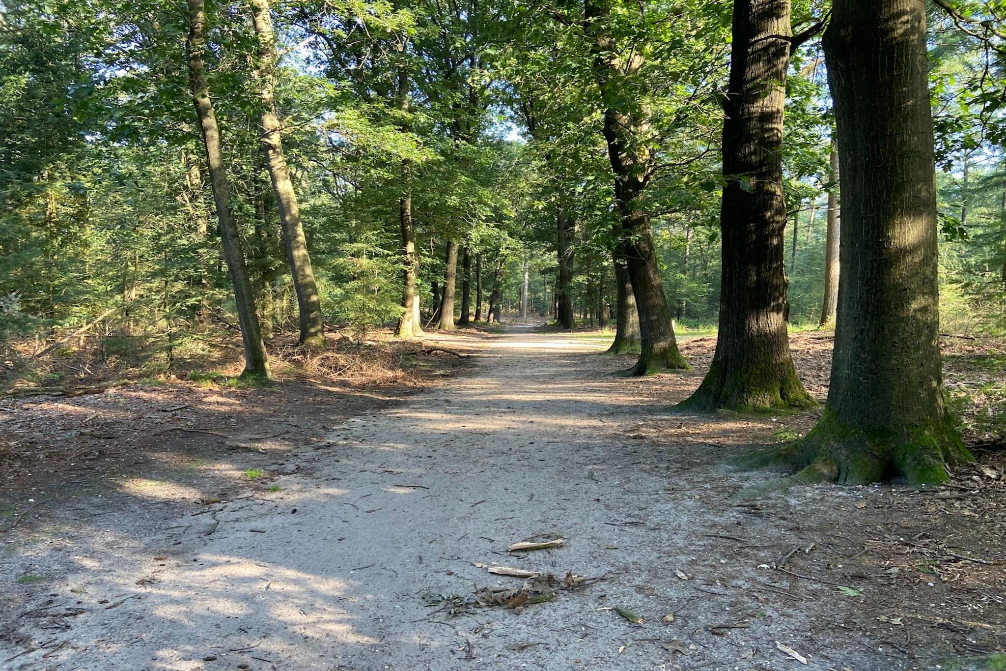 Chalet Meerkoet-Gebieden zomer 1km