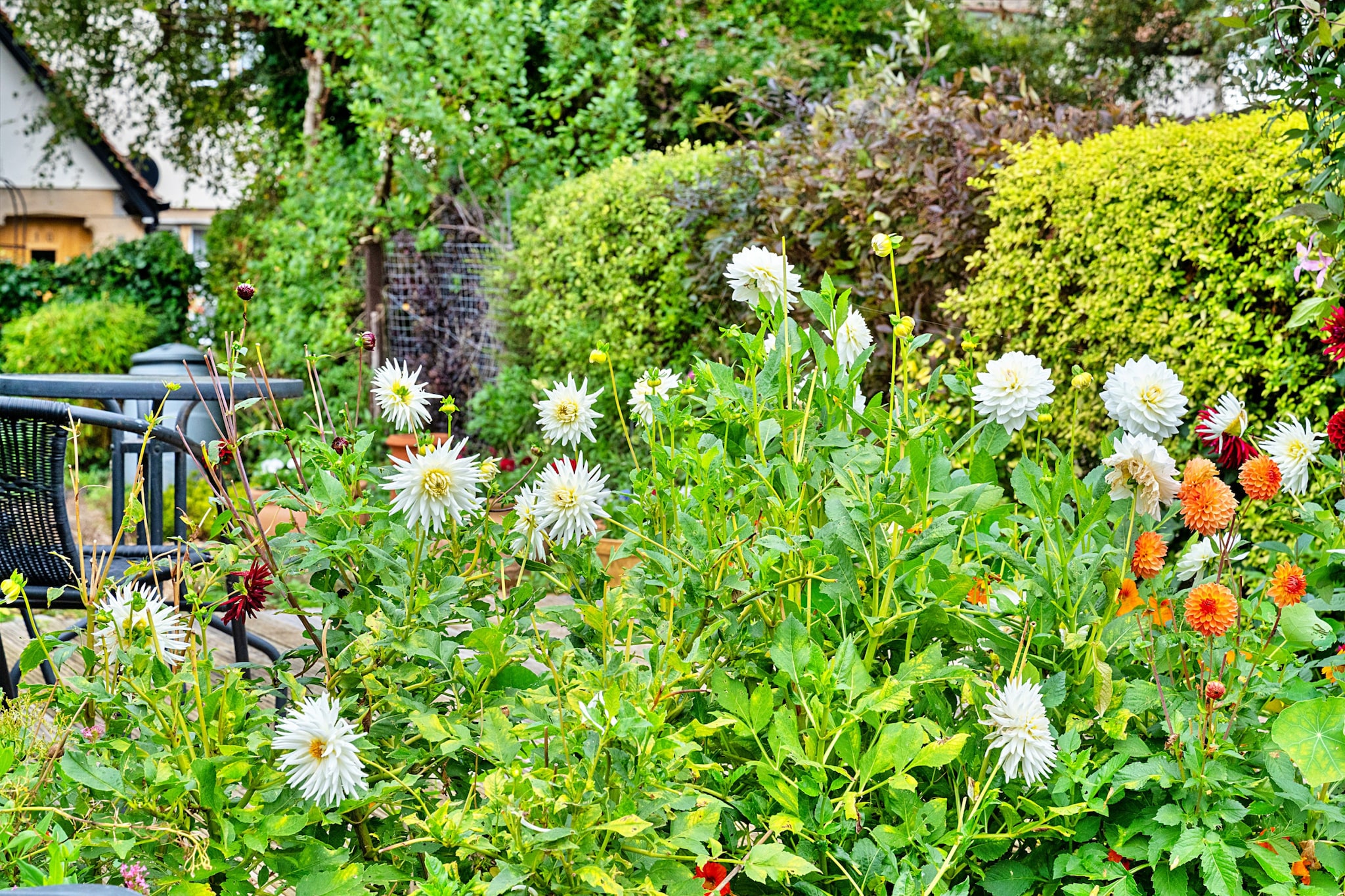 Clematis Cottage-Tuinen zomer