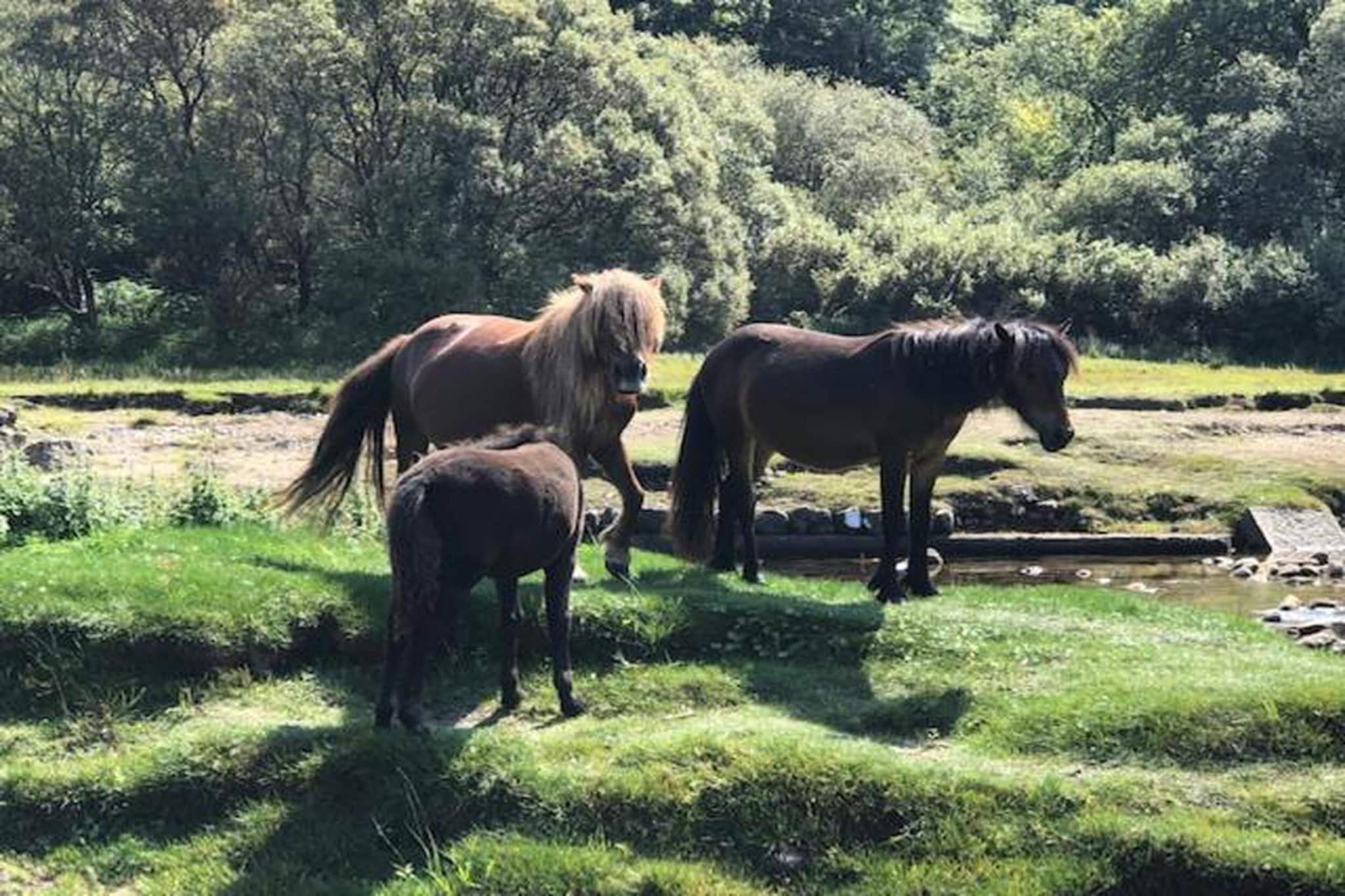 Little Dunley - Vine Lodge-Gebieden zomer 20km