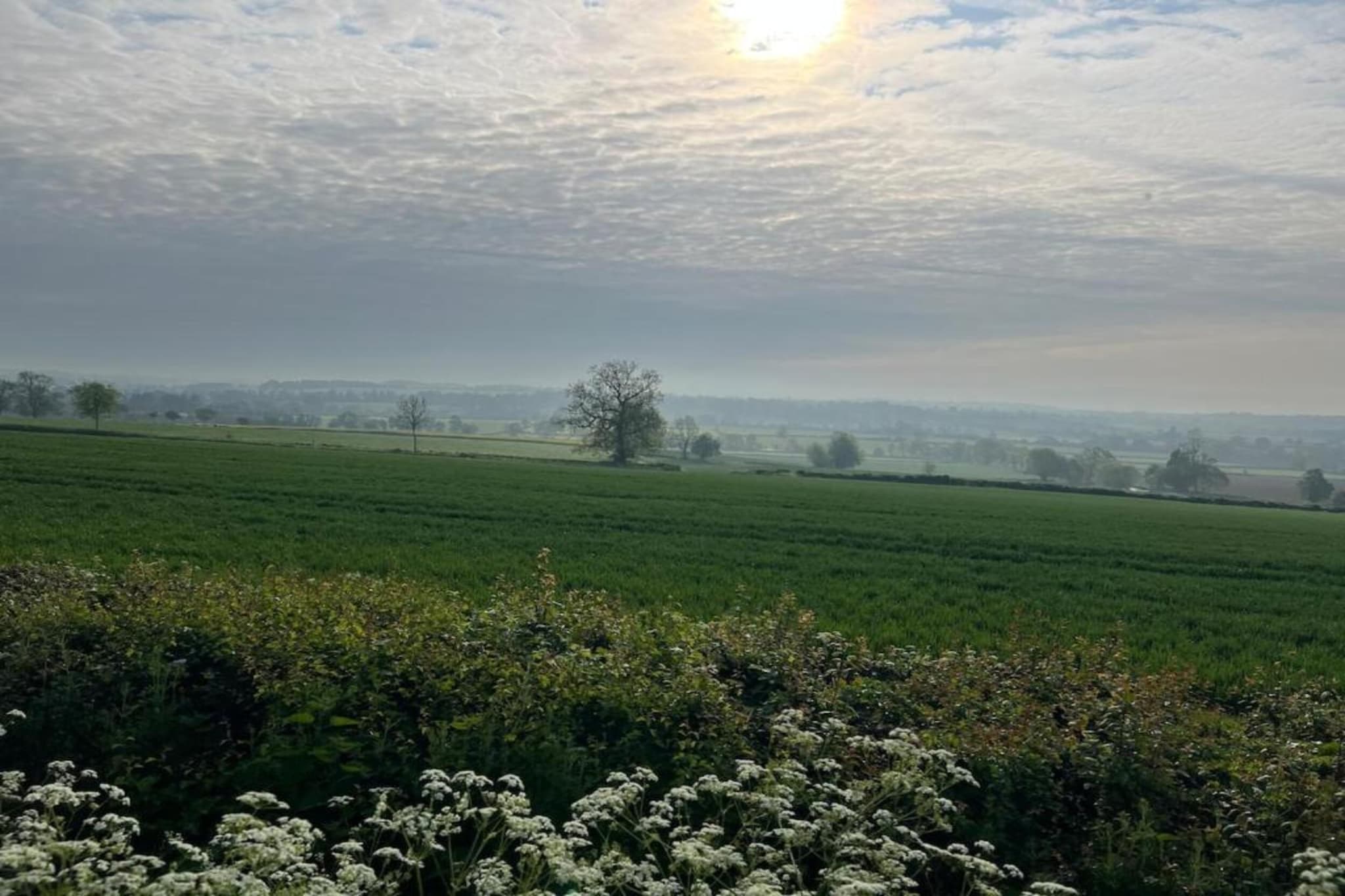 The Cornflower-Gebieden zomer 20km