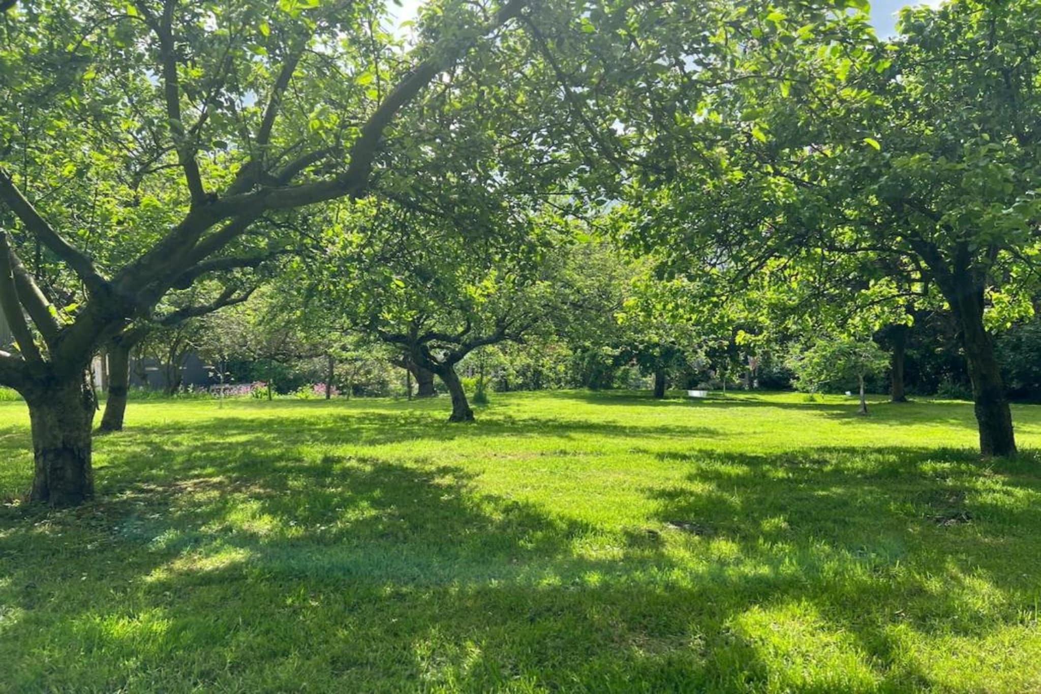 The Campion-Areas summer 20km