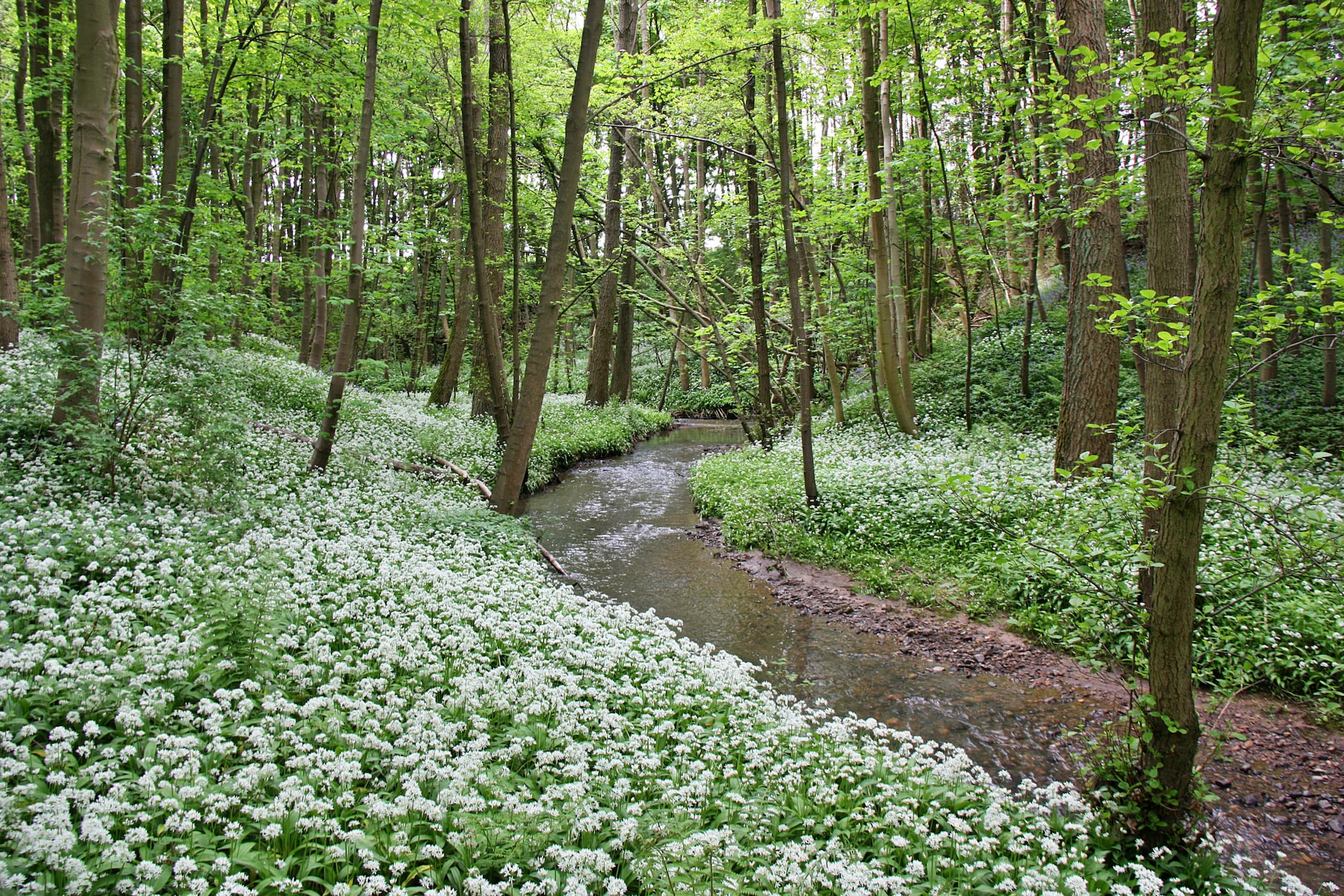 Ingleby Manor - Manor Cottage-Gebieden zomer 5km