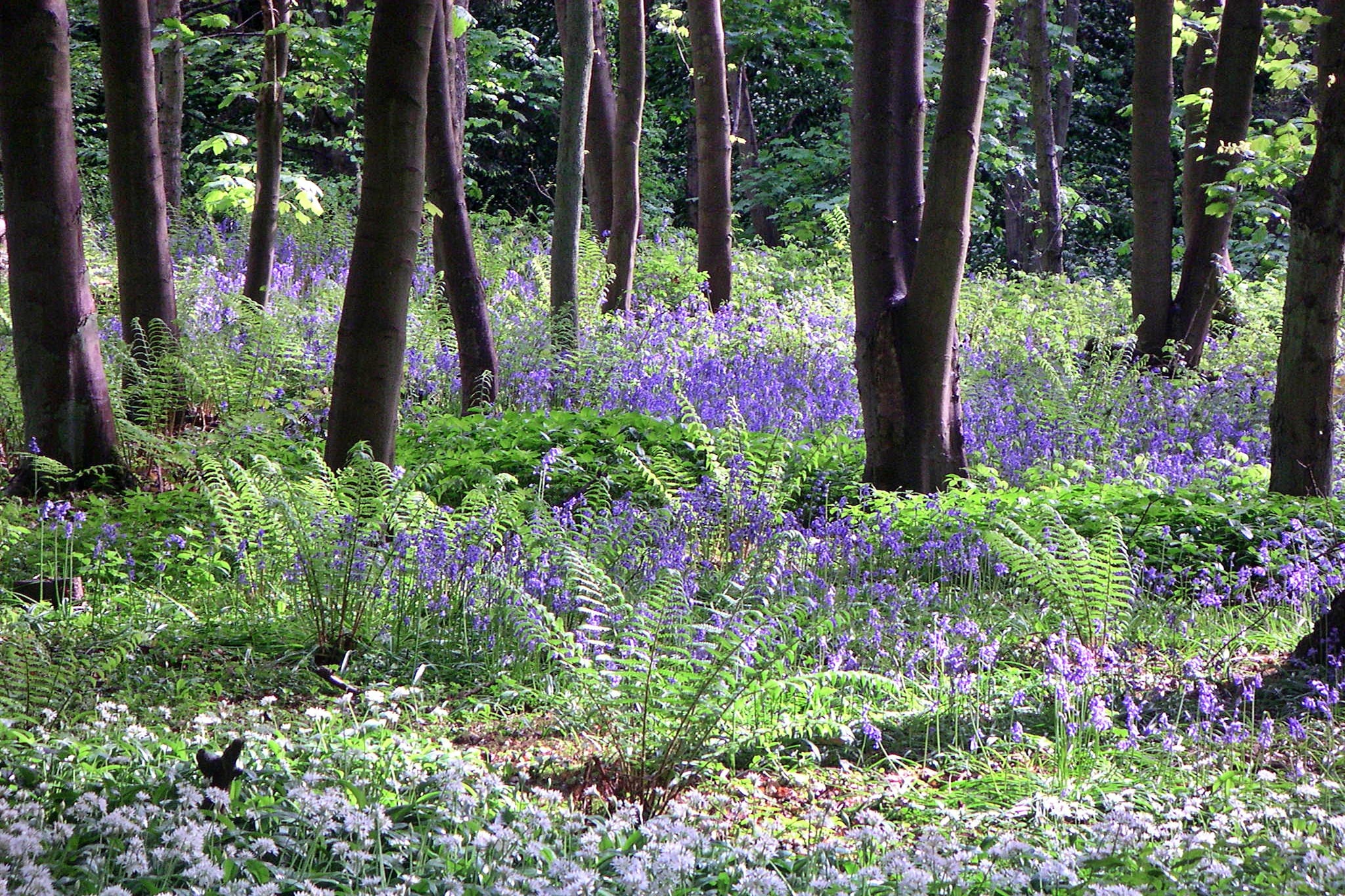 Ingleby Manor - Manor Cottage-Gebieden zomer 5km