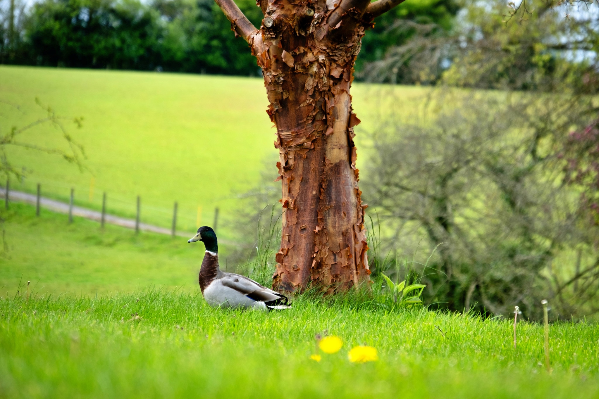 Hay and Hedgerow Glamping-Tuinen zomer