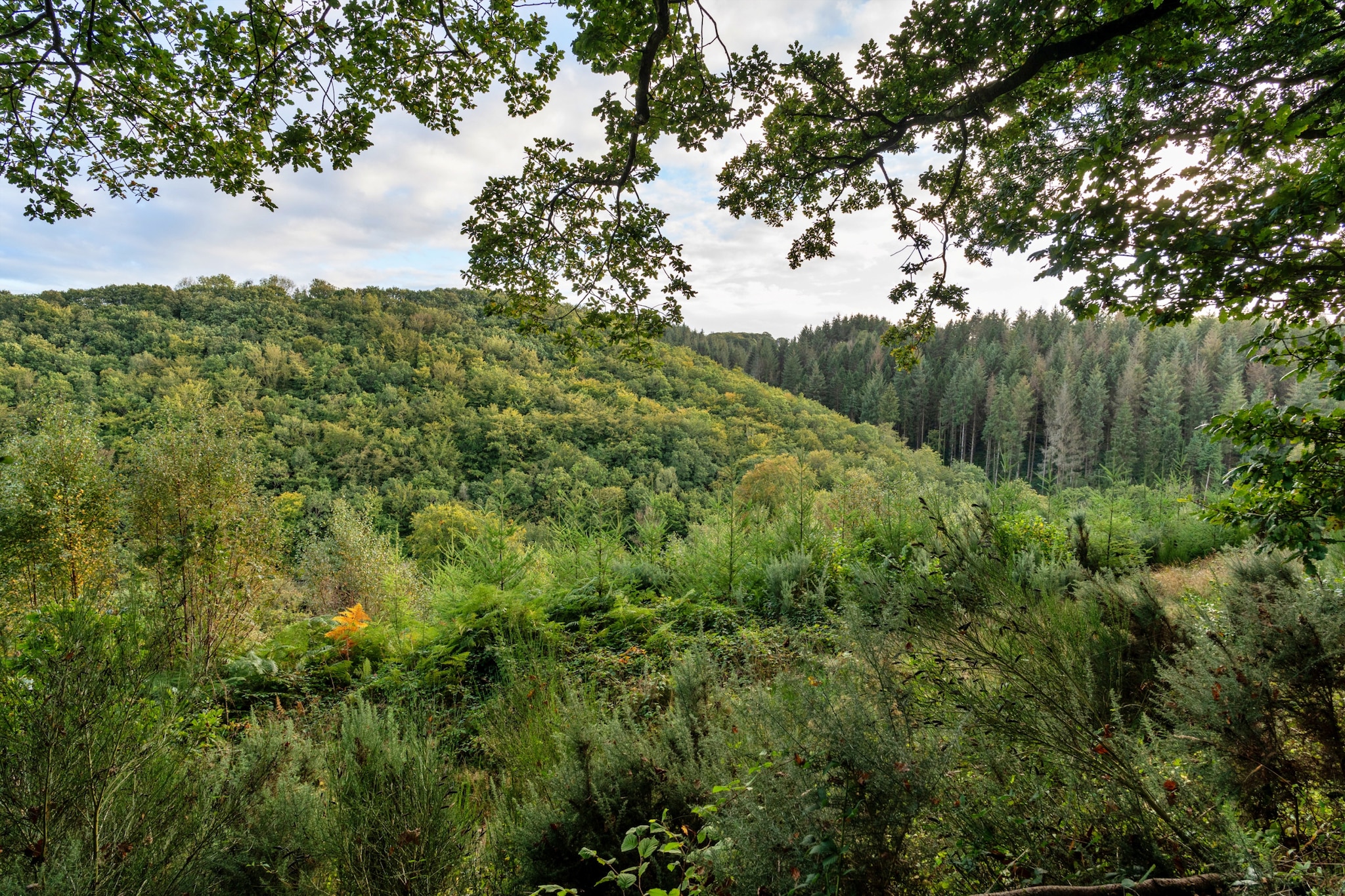 Forest Park Lodge-Tuinen zomer