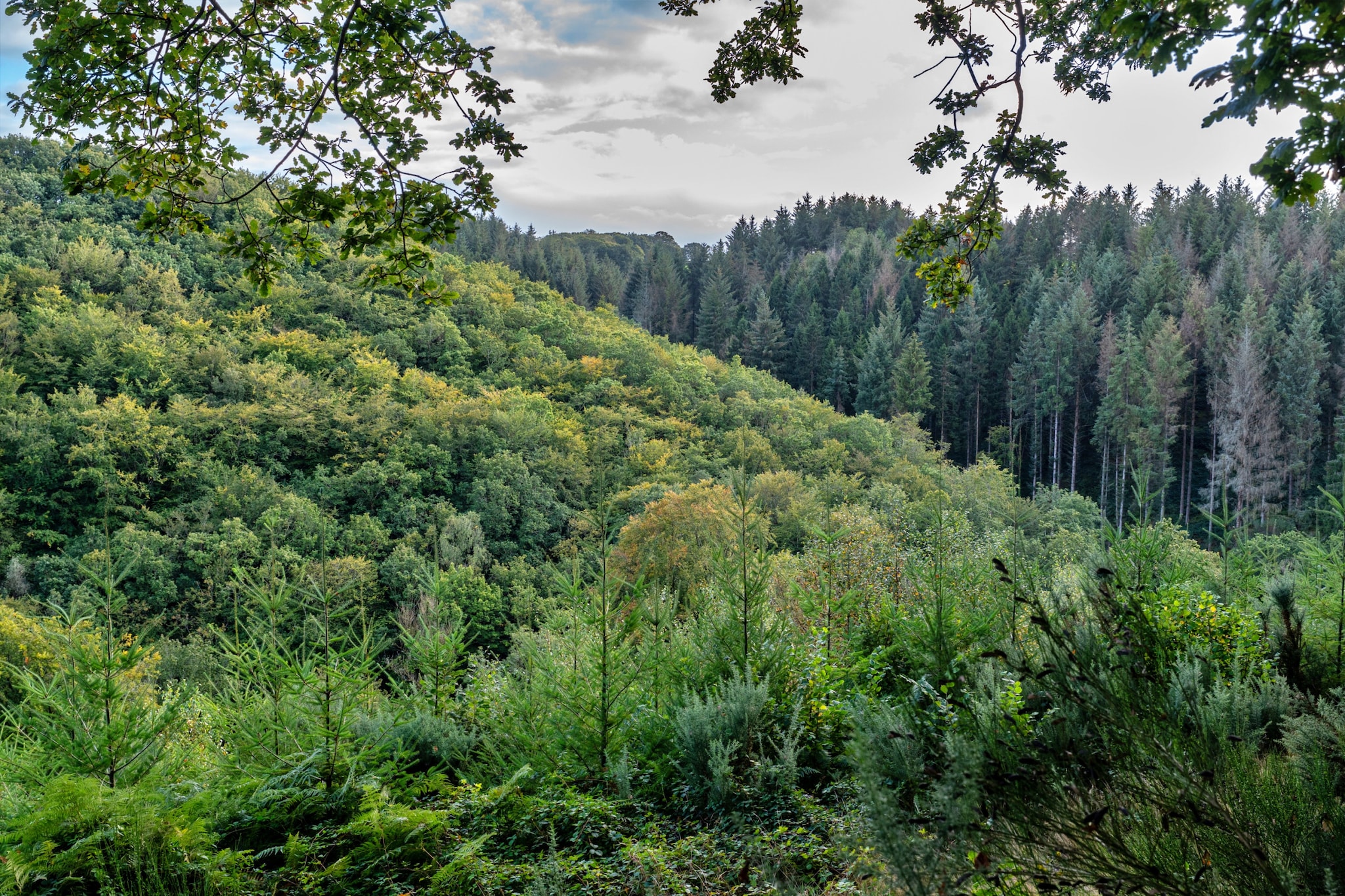 Forest Park Lodge-Tuinen zomer