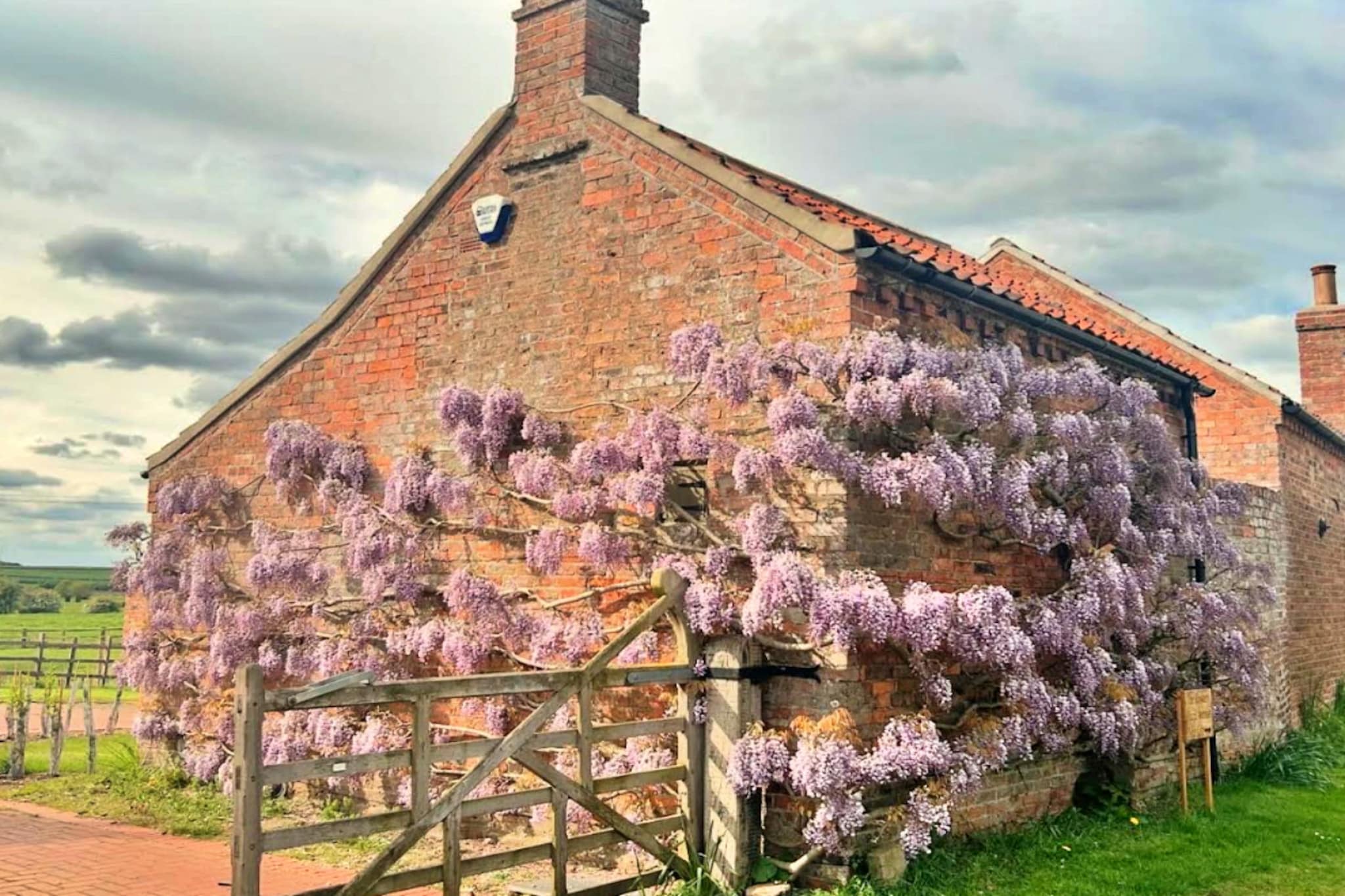 Wisteria at the Rookery