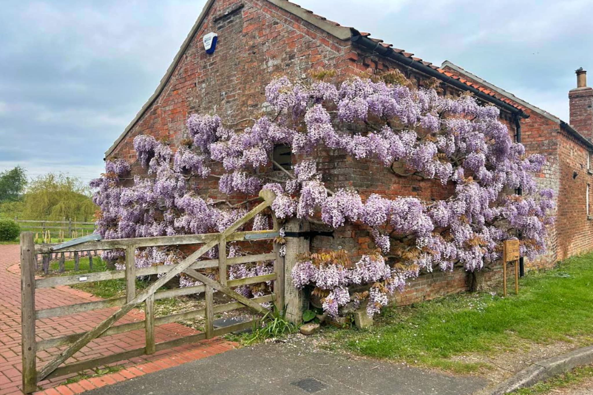 Wisteria at the Rookery-Buitenkant zomer