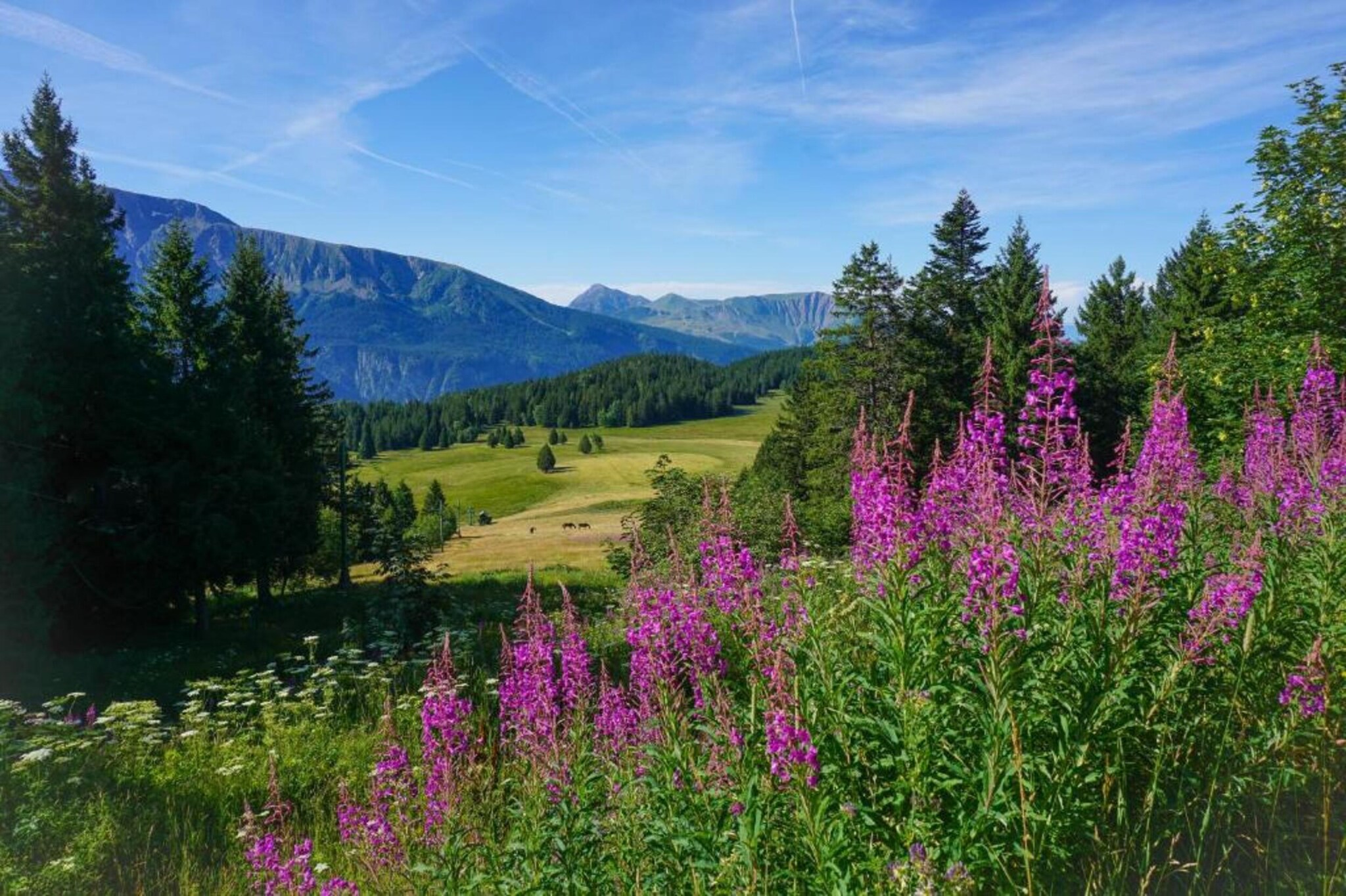 V du Bachat Arolles A n°26 - 2P4-Gebieden zomer 1km