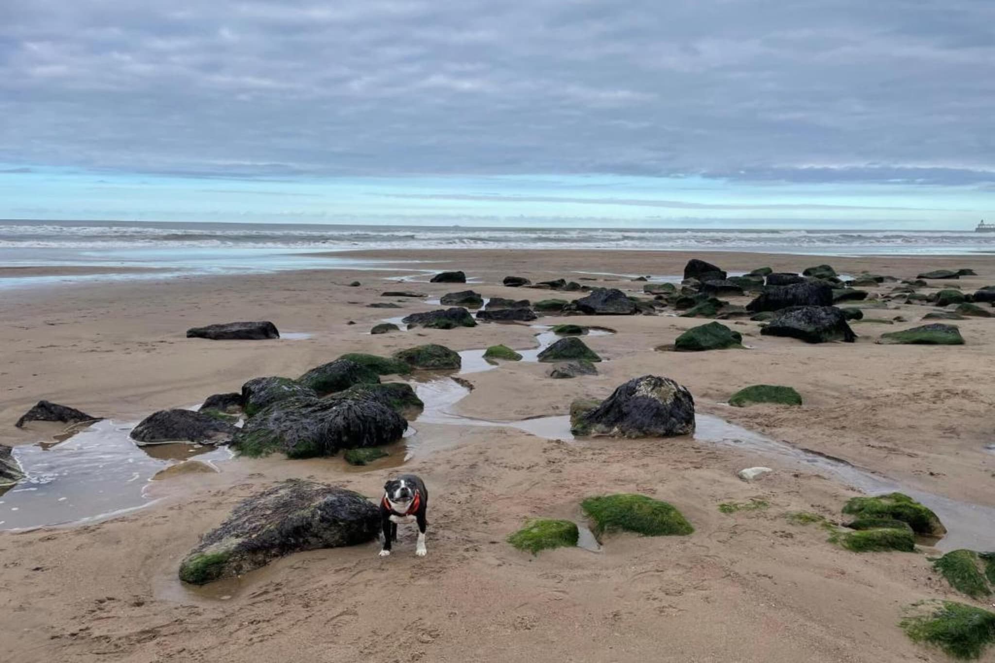 Oystercatcher-Gebieden zomer 1km