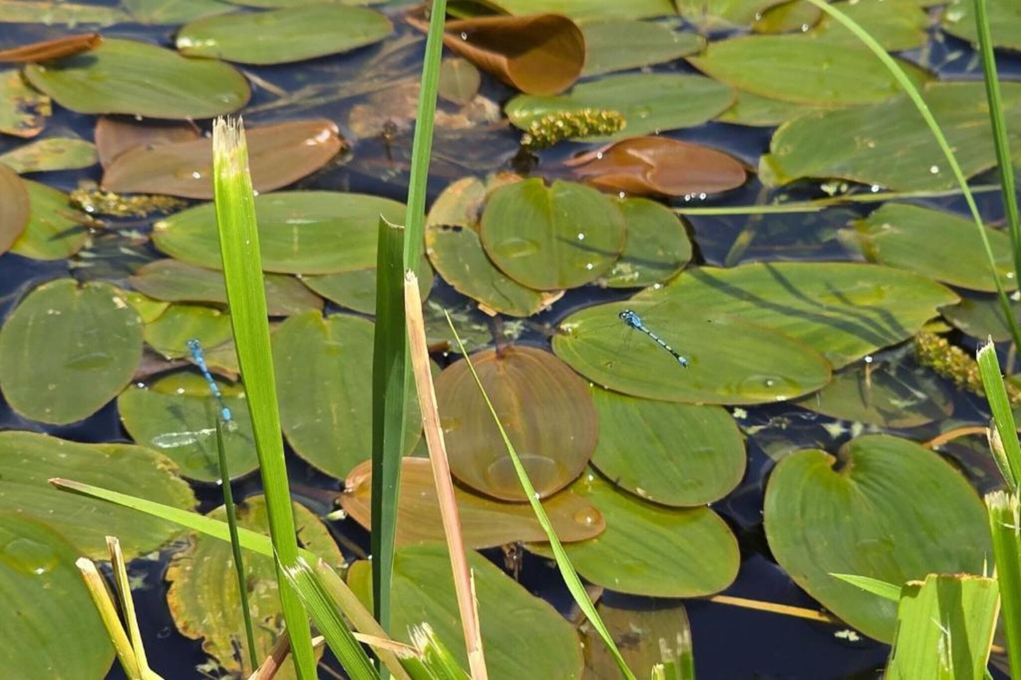 Lilypad Bell Tent-Gebiete Sommer 20 km