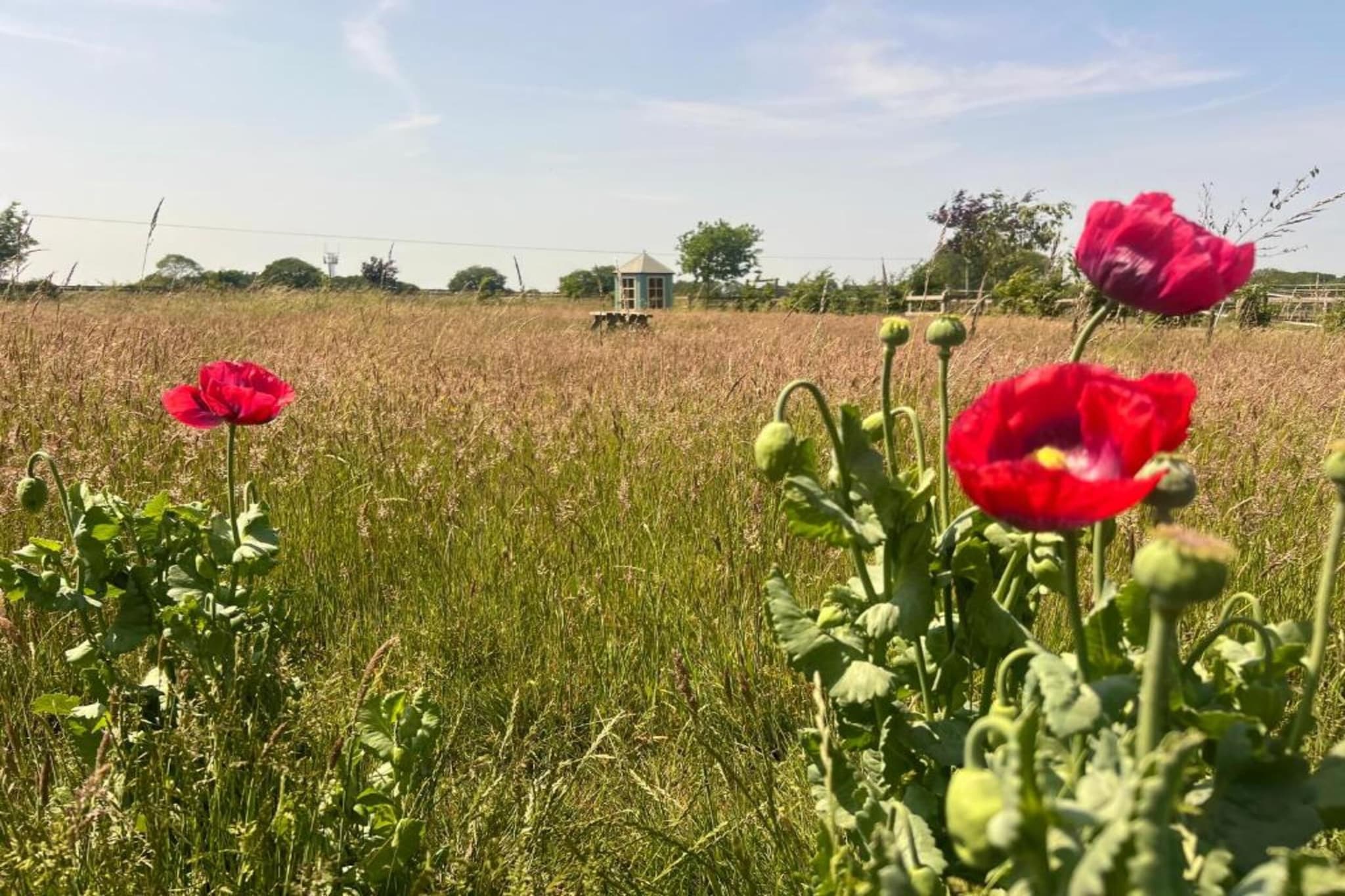 Iris Bell Tent-Gebiete Sommer 20 km
