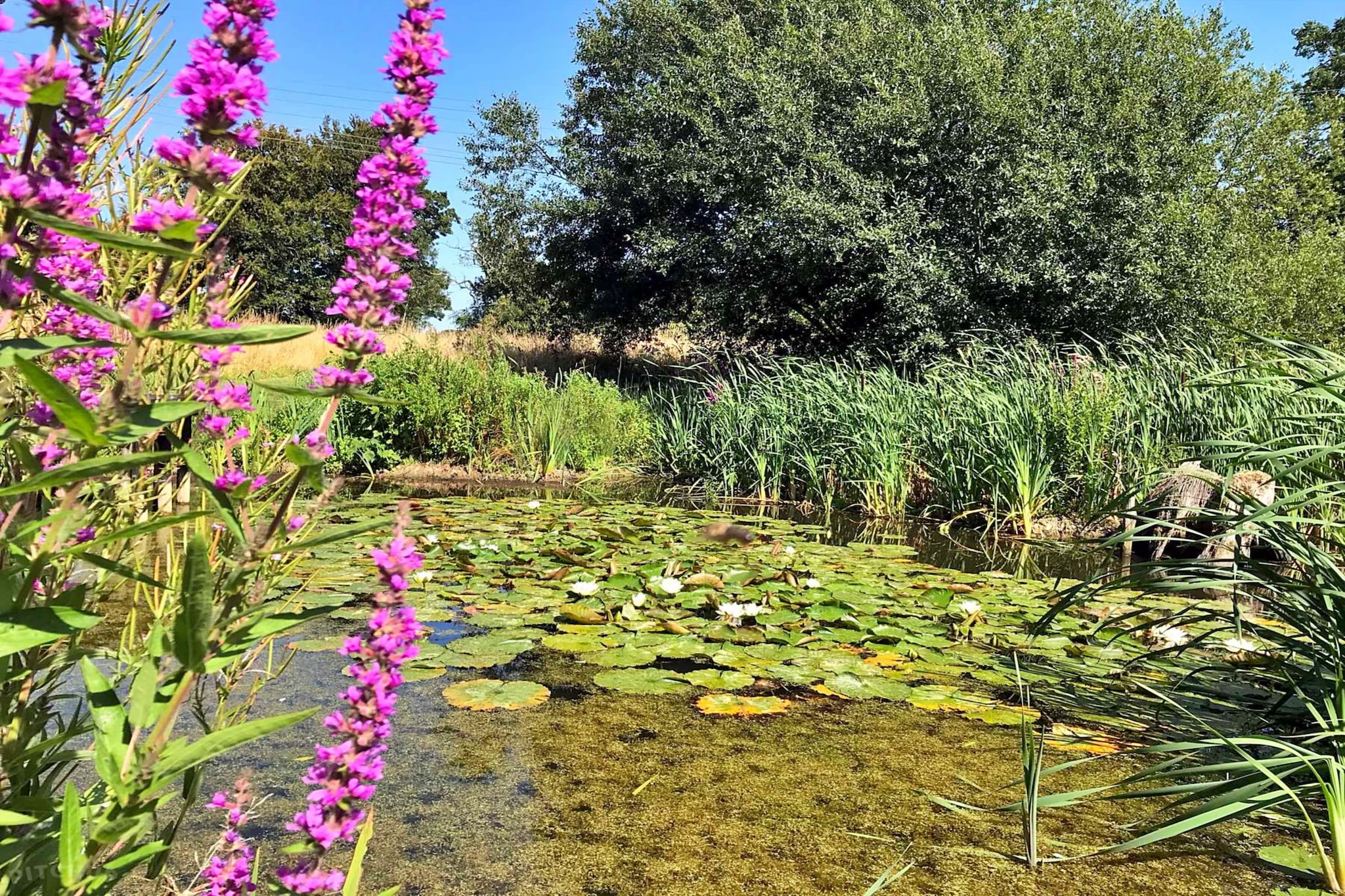 Bulrush Bell Tent-Tuinen zomer