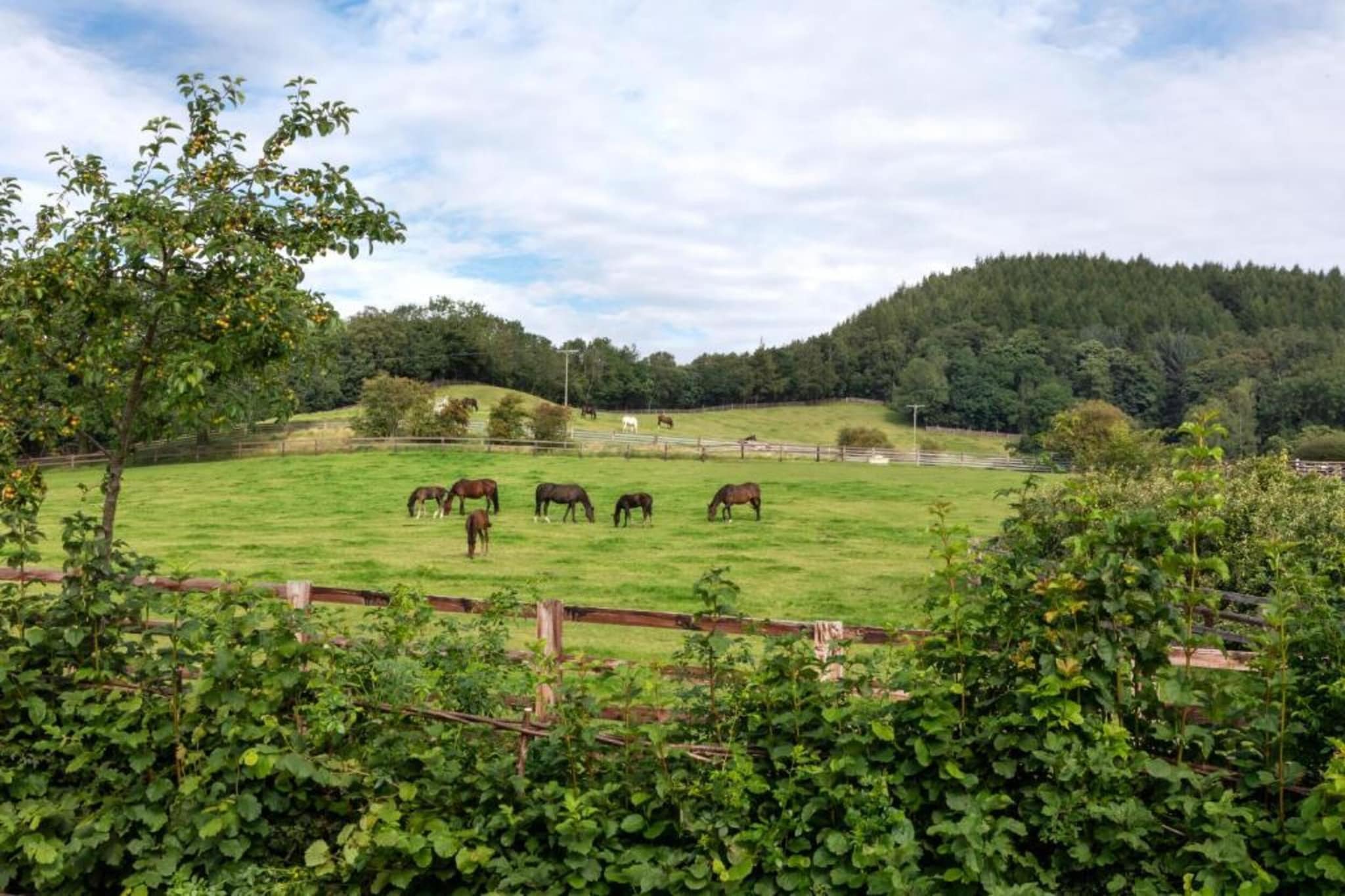Bilsdale Hall Cottage-Gebieden zomer 5km