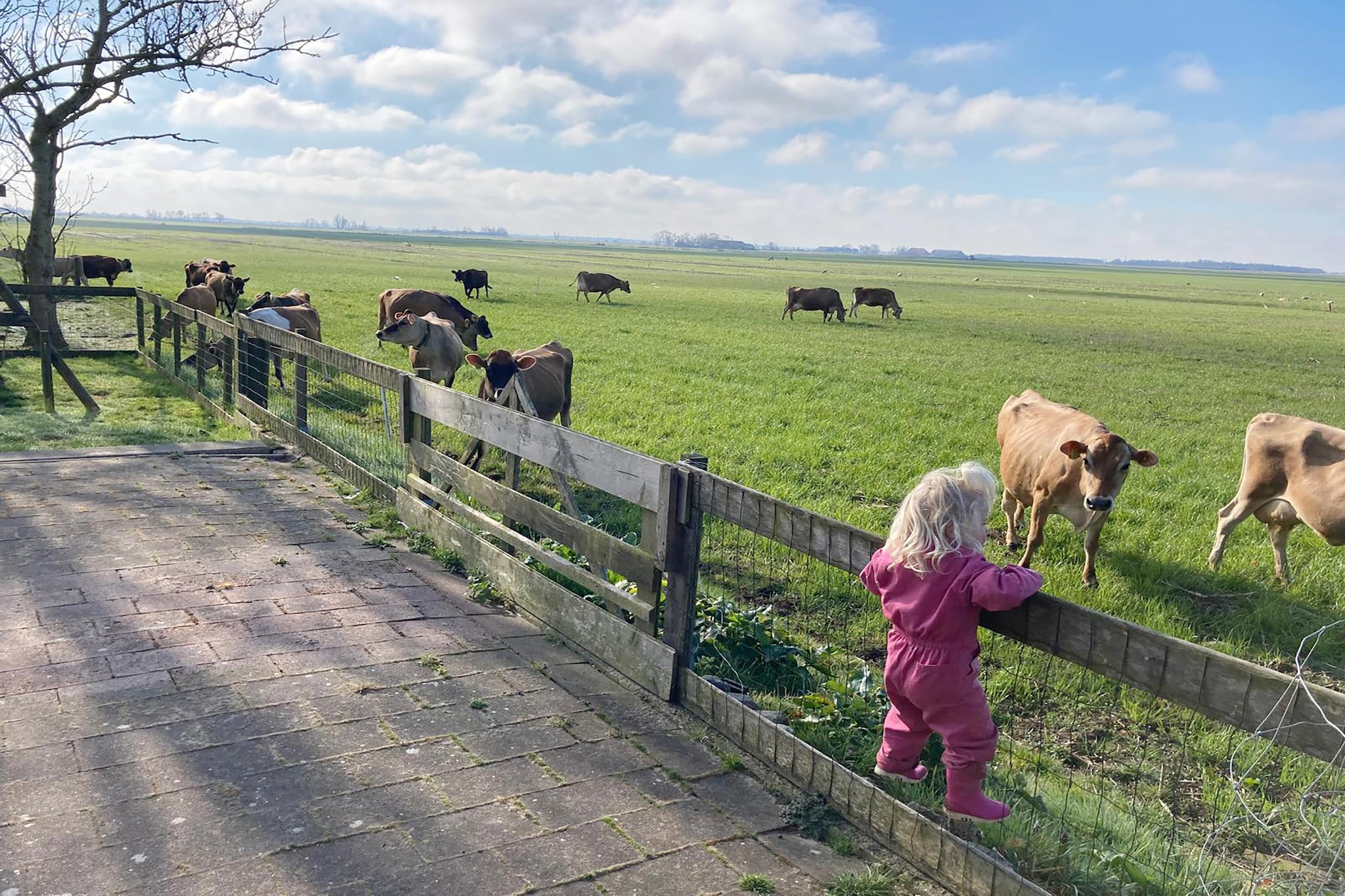 Grutto en Turleluur-Uitzicht zomer