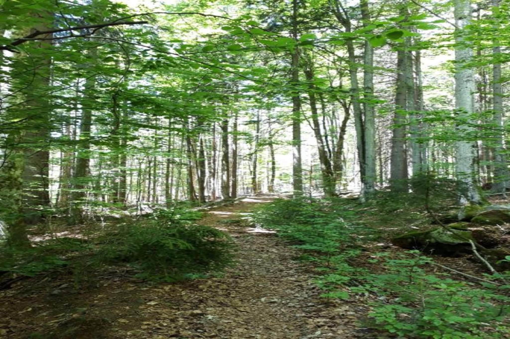Feriendorf Waldbrunn 2-Gebieden zomer 20km
