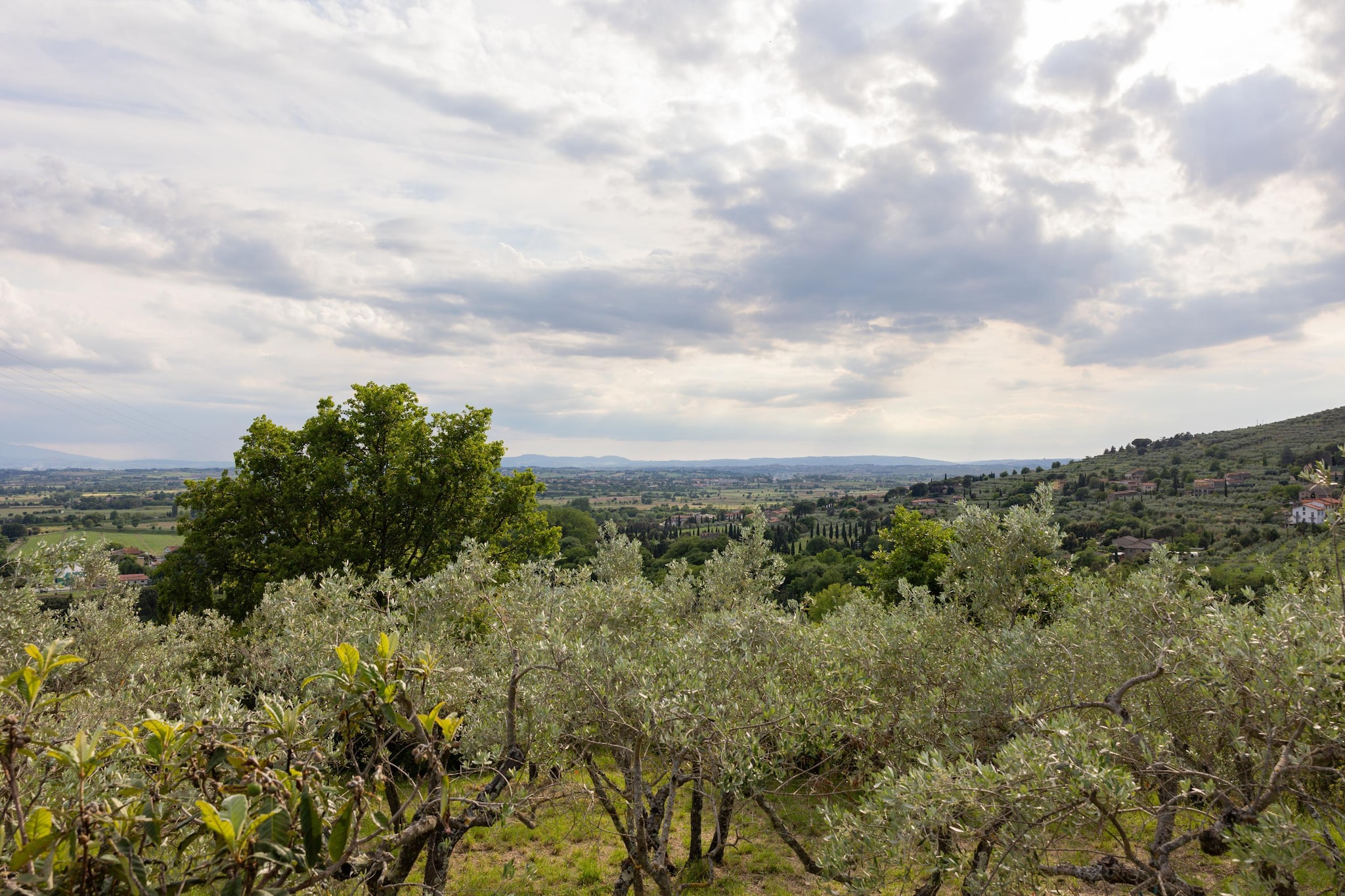 Glicine-View summer