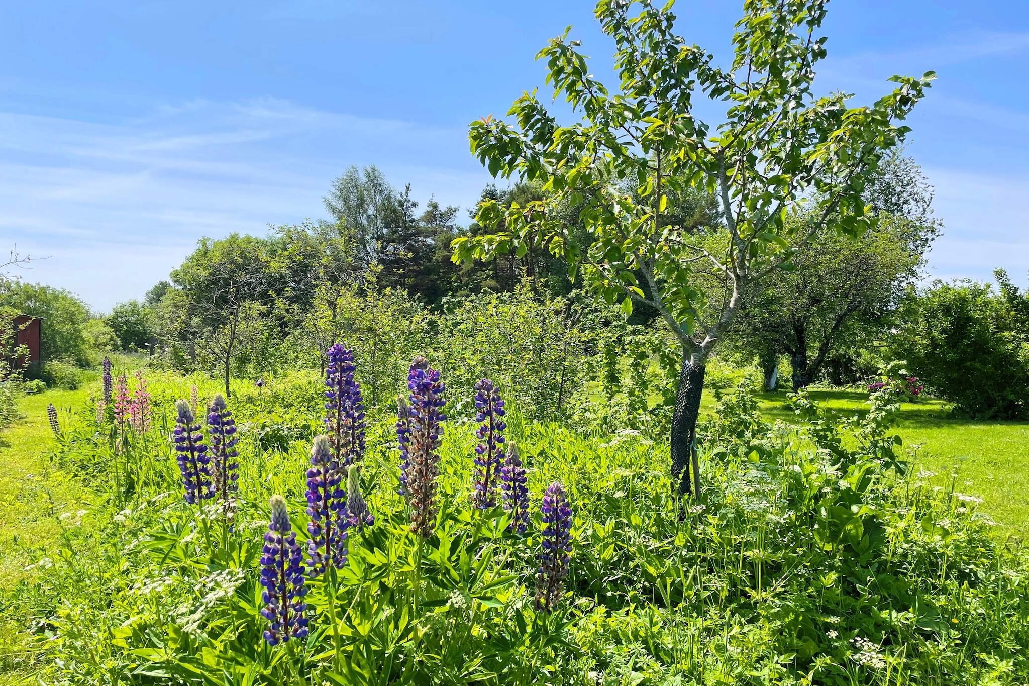 Charmant tuinhuisje in Levide