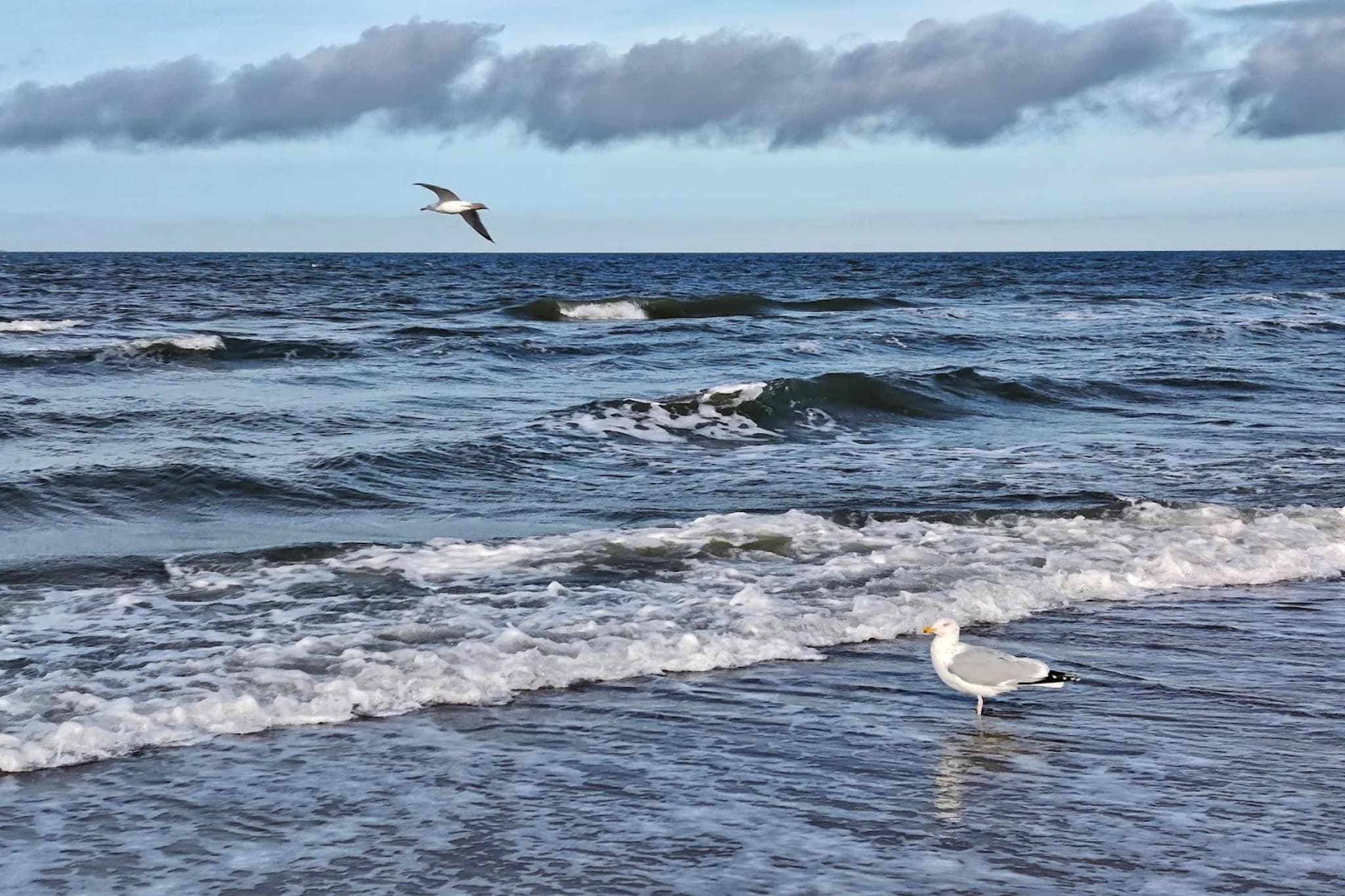 Ferienhaus Küstenwald klein - Strandhotel Fischland-Gebieden zomer 5km