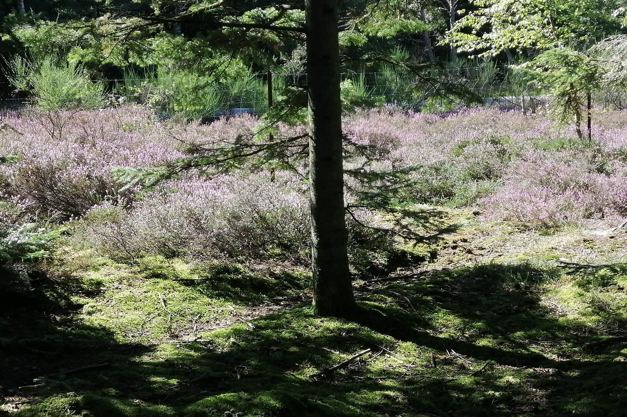 Kitchen(stove(induction), coffee machine, oven, dishwasher, fridge, freezer(60-99L)), Living/bed room(TV, chromecast), bedroom(double bed), bedroom(double bed), bedroom(double folding bed), bathroom(washbasin, shower, toilet, washing machine), terrace, garden, garden furniture, play equipment