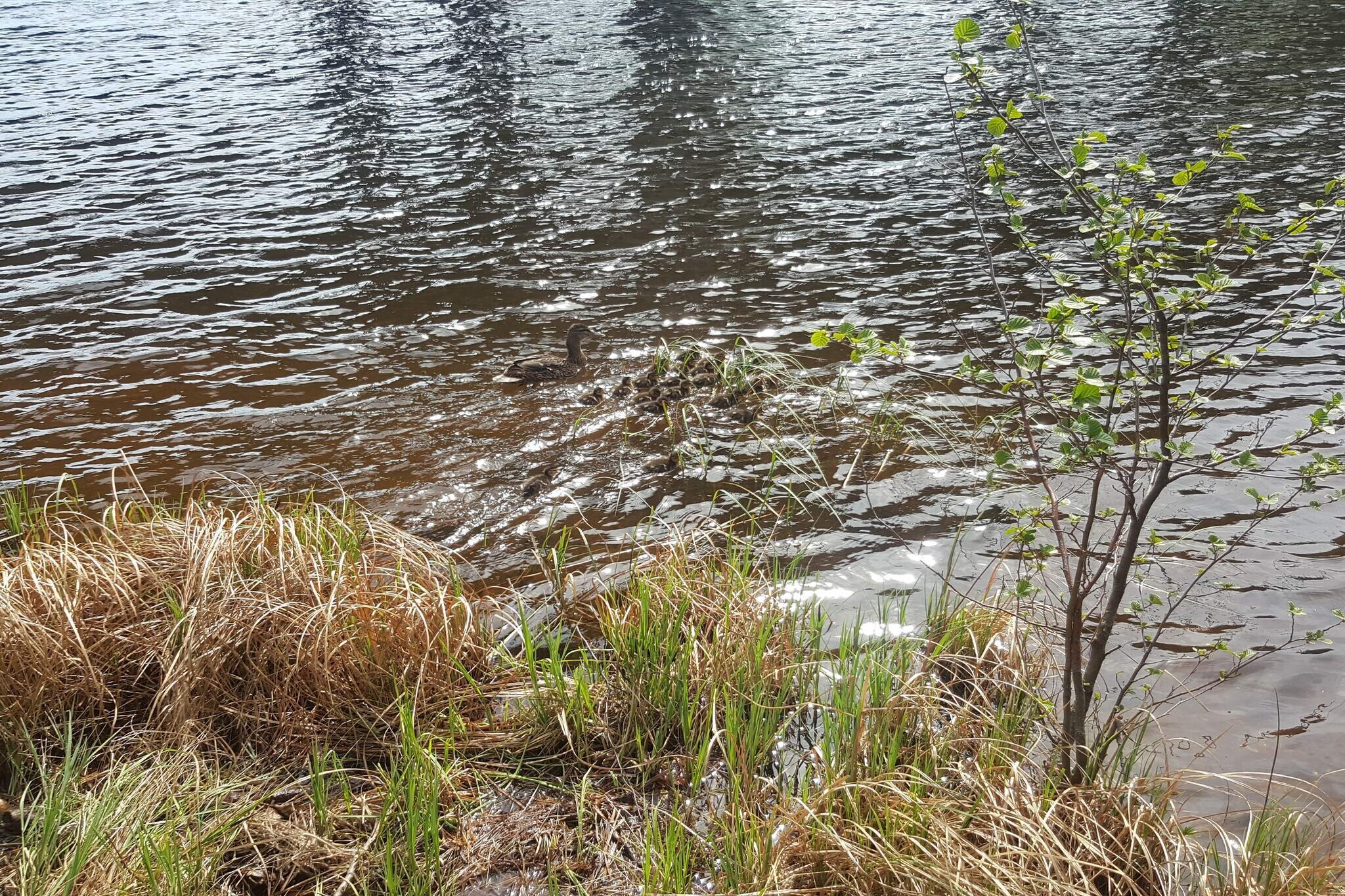 3 Personen Ferienhaus in SäFFLE-Wasserblick