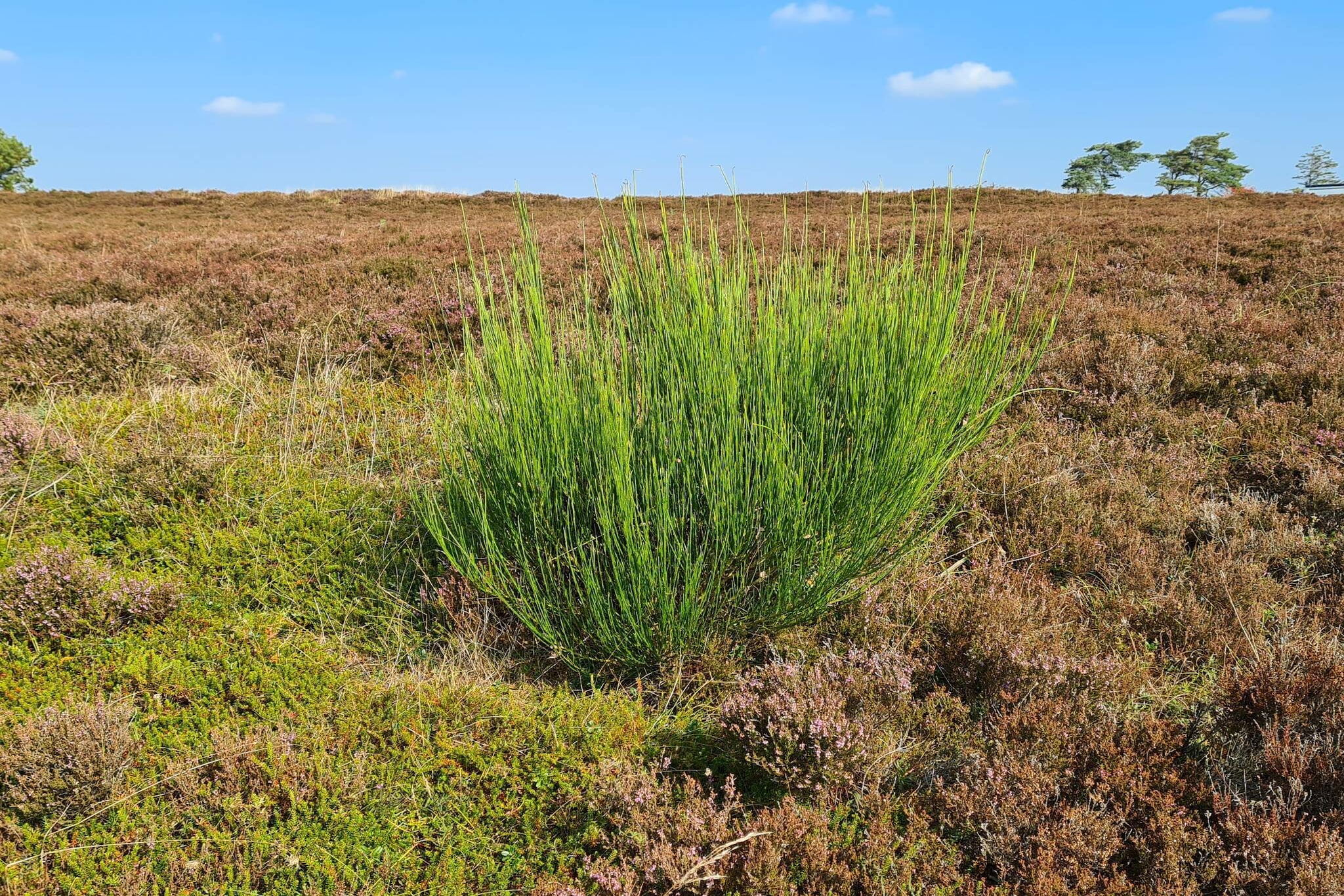 5 etoiles maison de vacances a Farsø-Non tagué