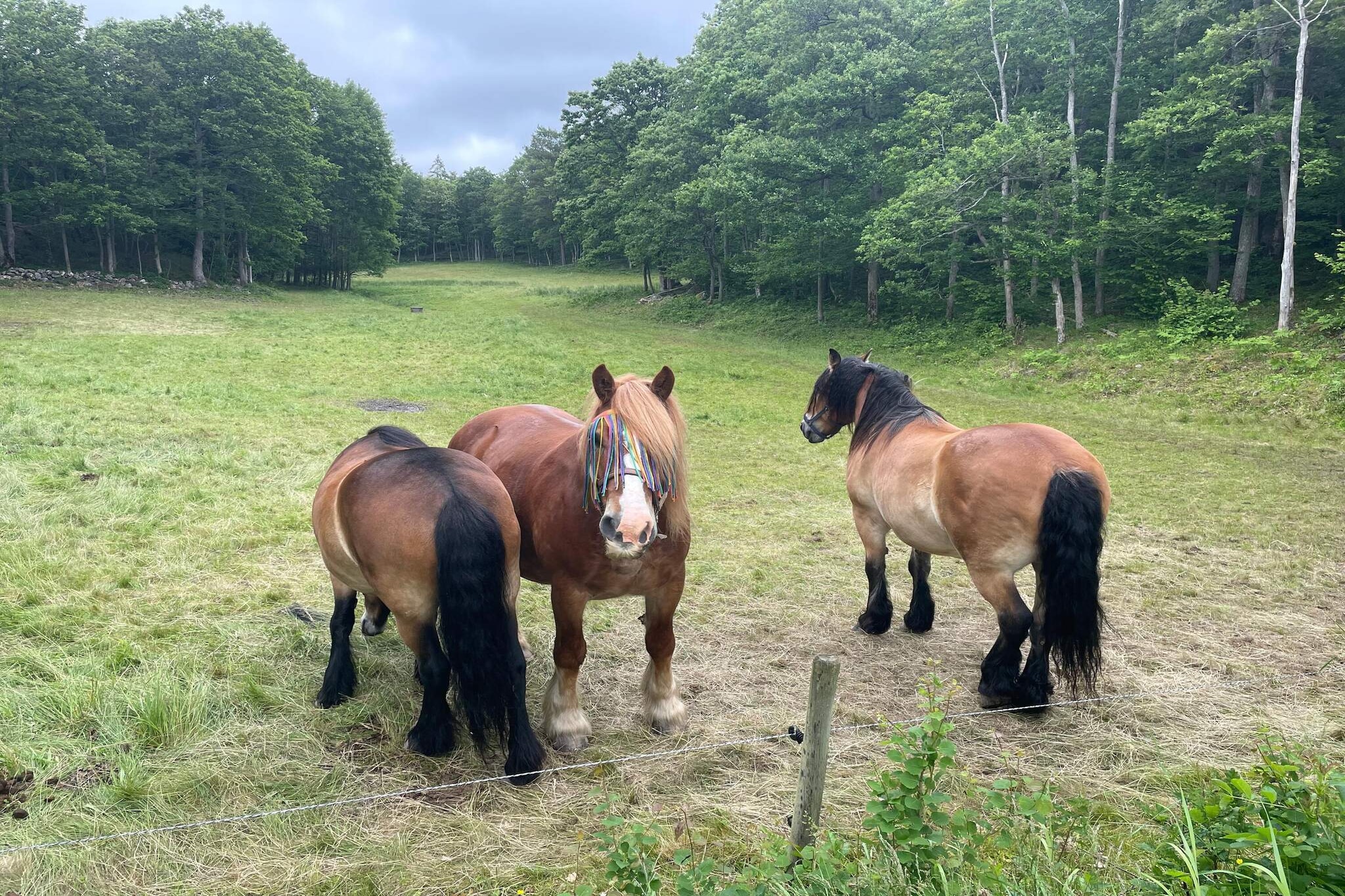 4 Personen vakantie huis in Nösund-Buitenlucht