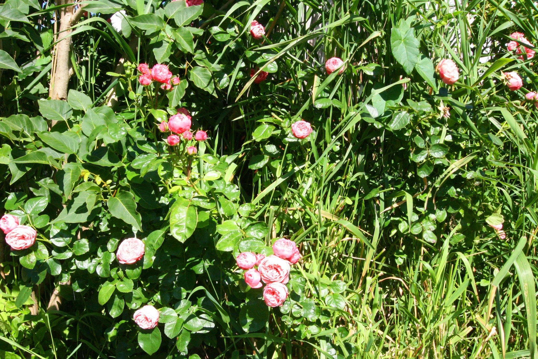 Fewo 1 OG 3 P-Jardin d'été