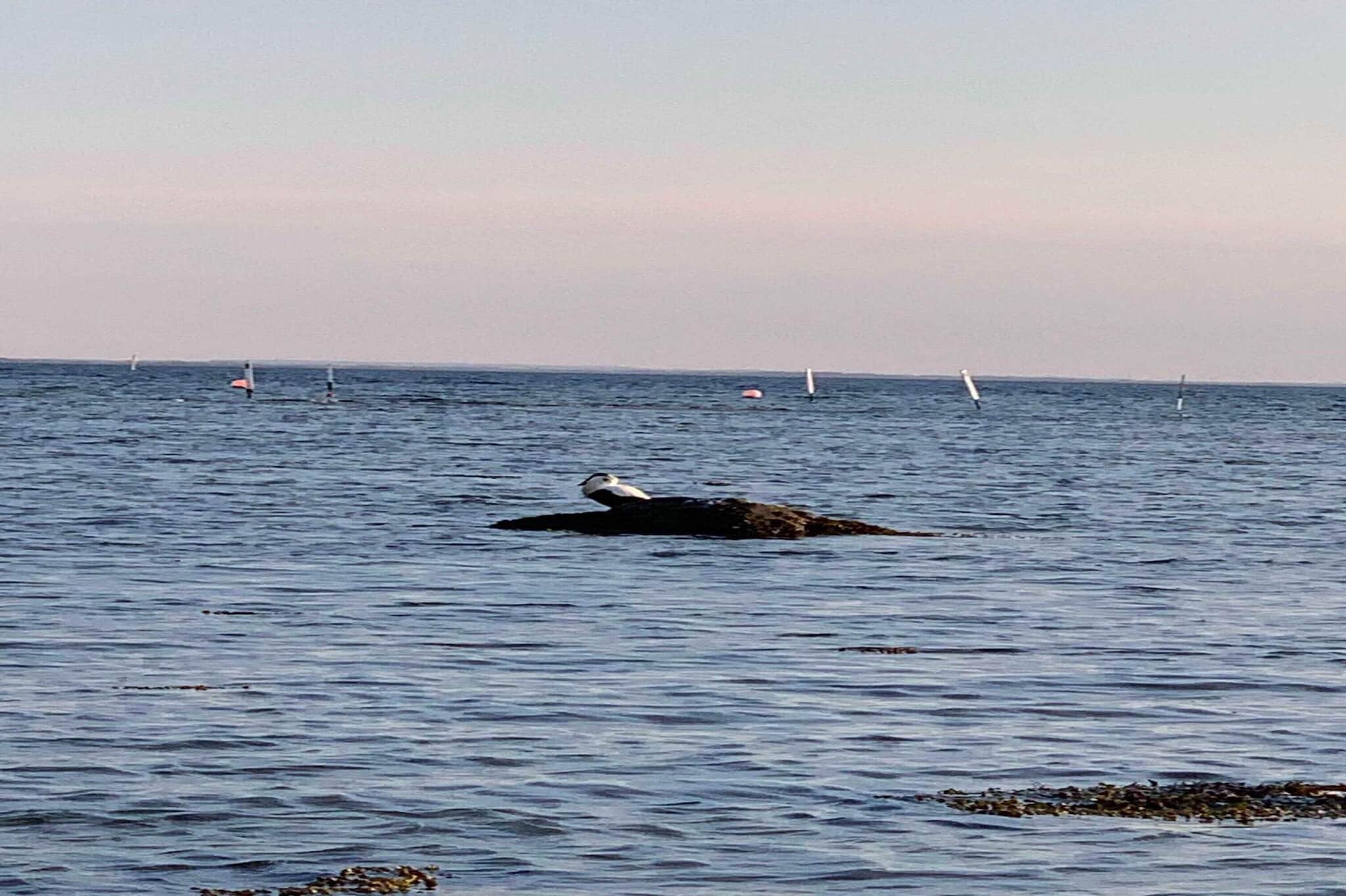 Maison de vacances pour 6 a Jægerspris-Vue sur l'eau