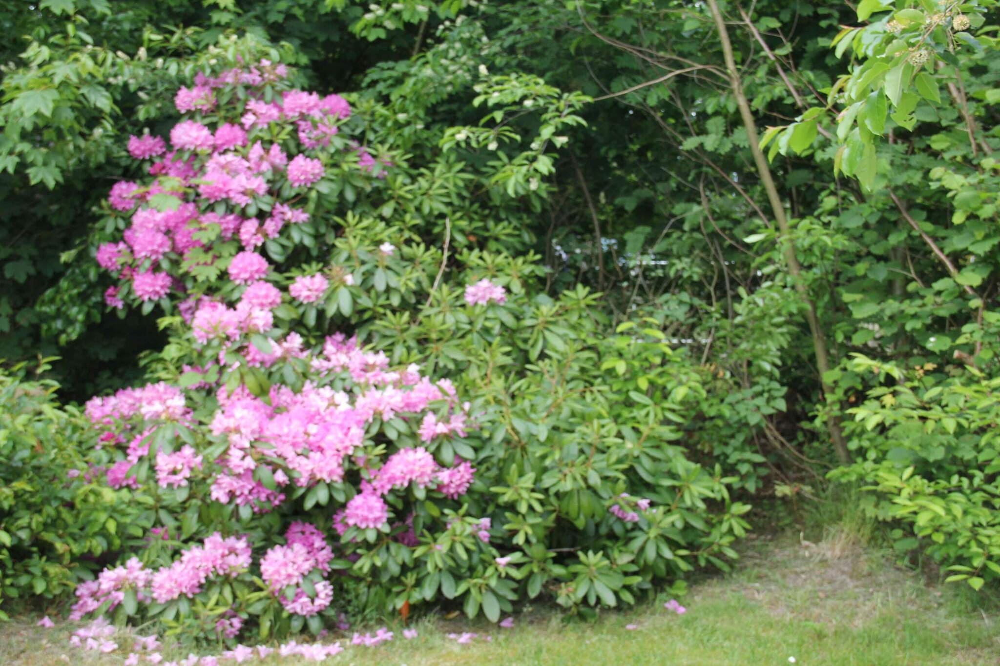 5 sterren vakantie huis in Hornbæk-Buitenlucht