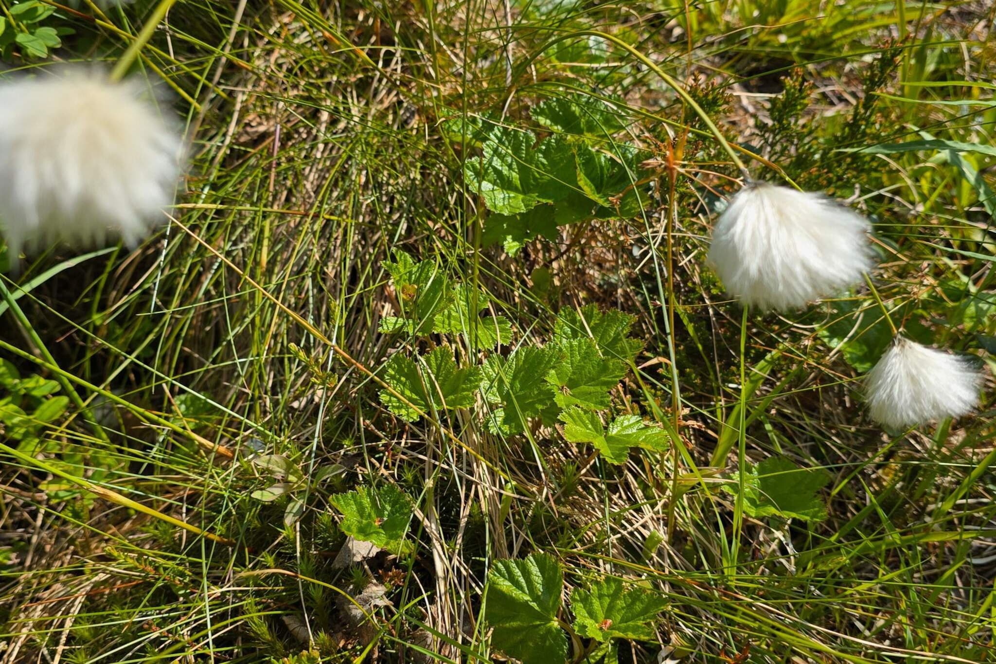 6 Personen vakantie huis in Osen-Niet-getagd