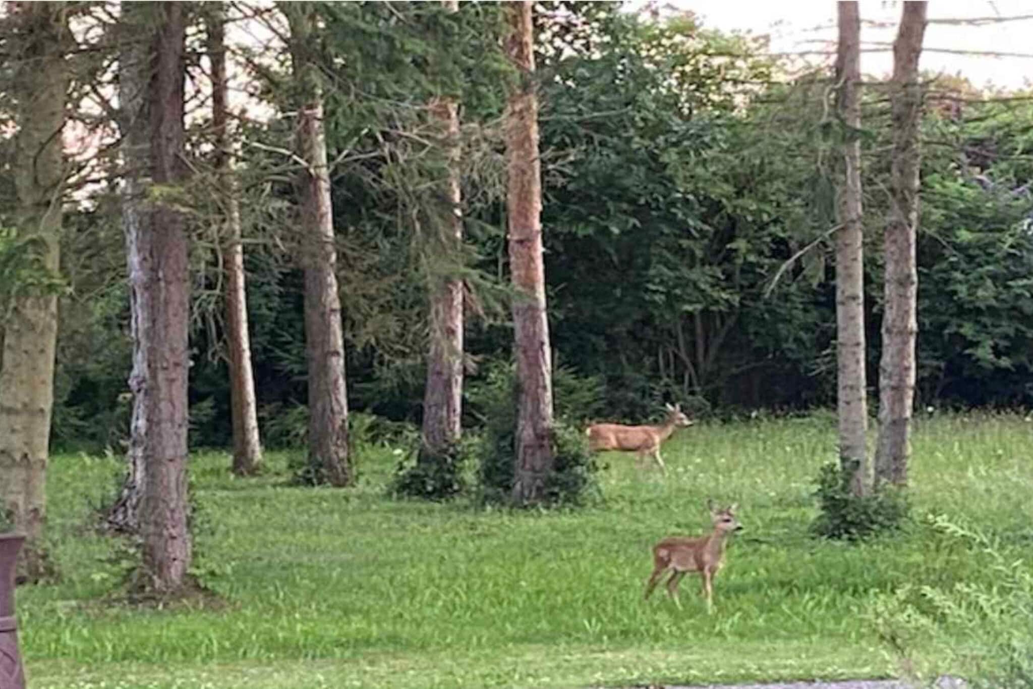 4 sterren vakantie huis in Nakskov-Niet-getagd