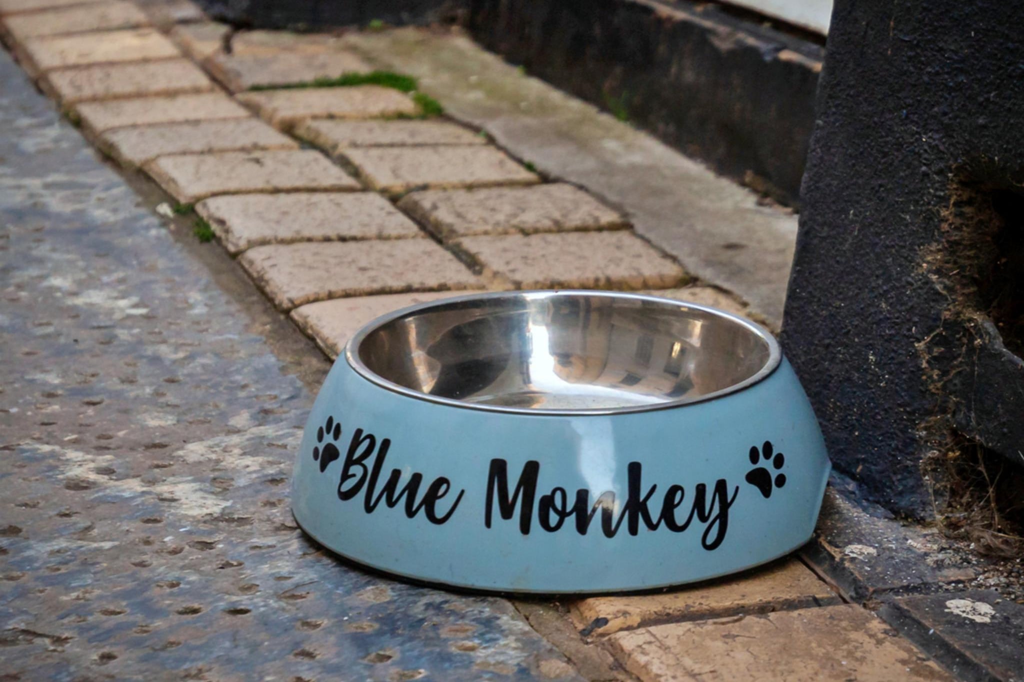 Blue Monkey - Ambiente
