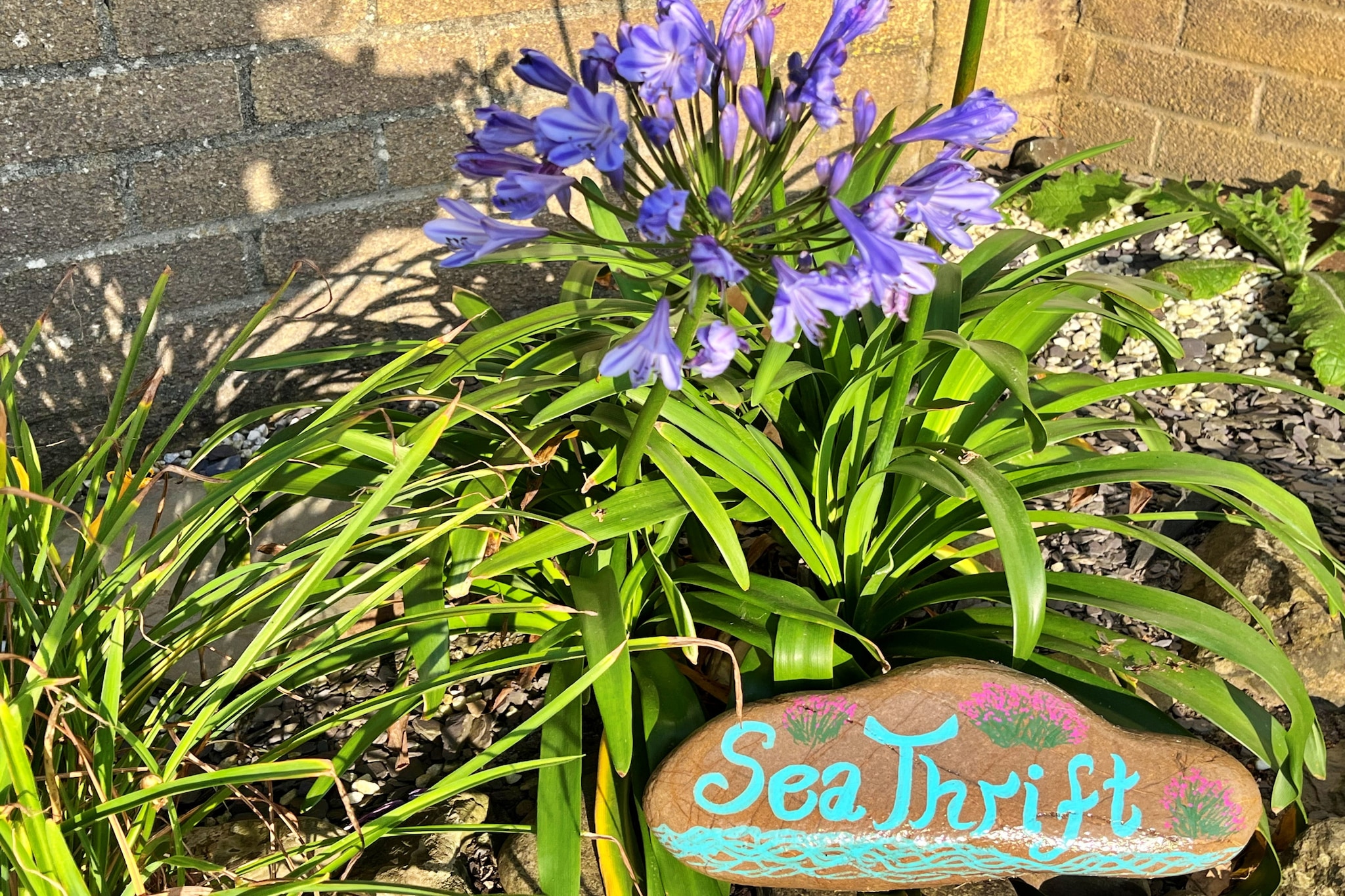 Sea Thrift at Widemouth Bay - Sfeer